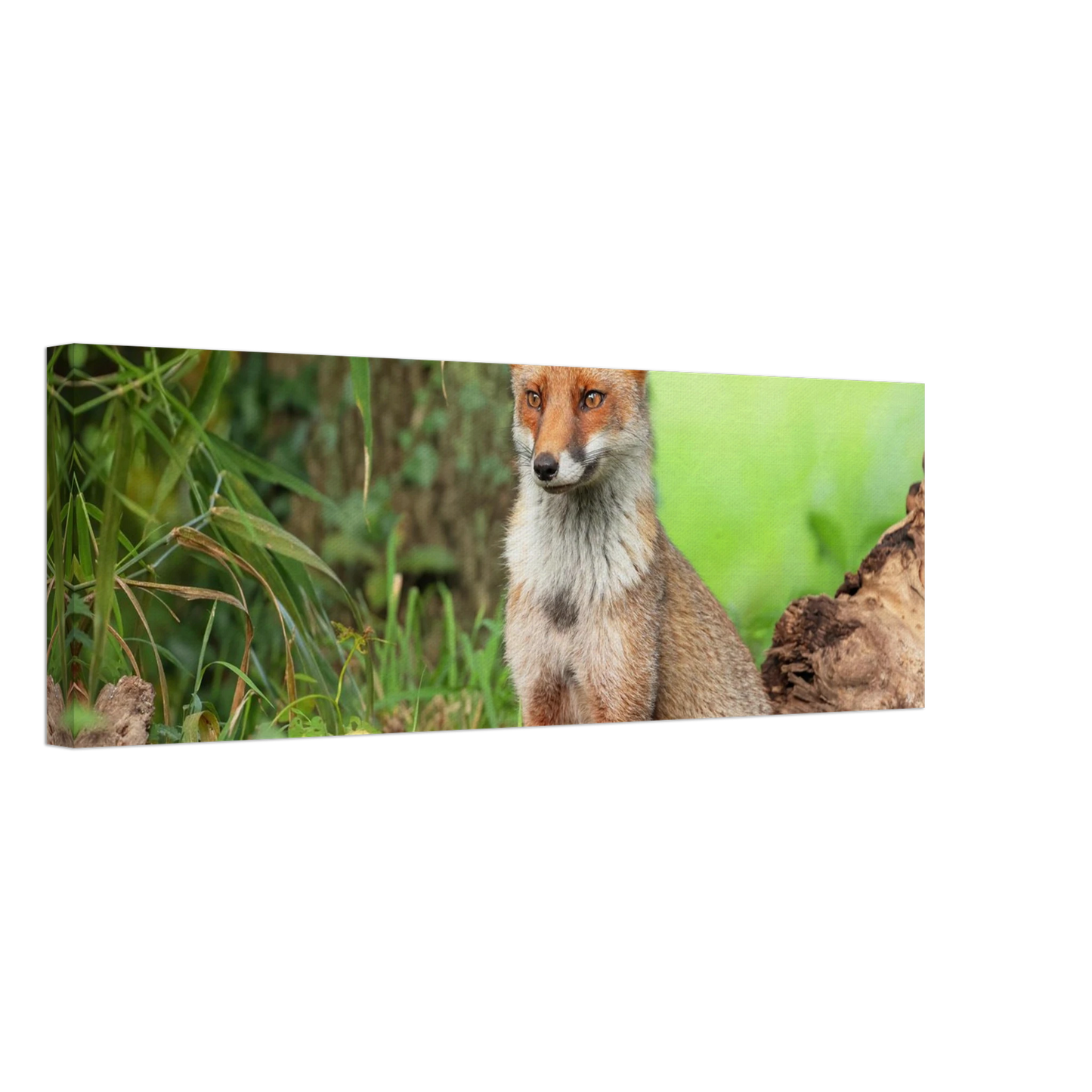 Wandbild majestaetischer rotfuchs ein augenblick der ruhe in der natur erhaeltlich in zahlreichen groessen