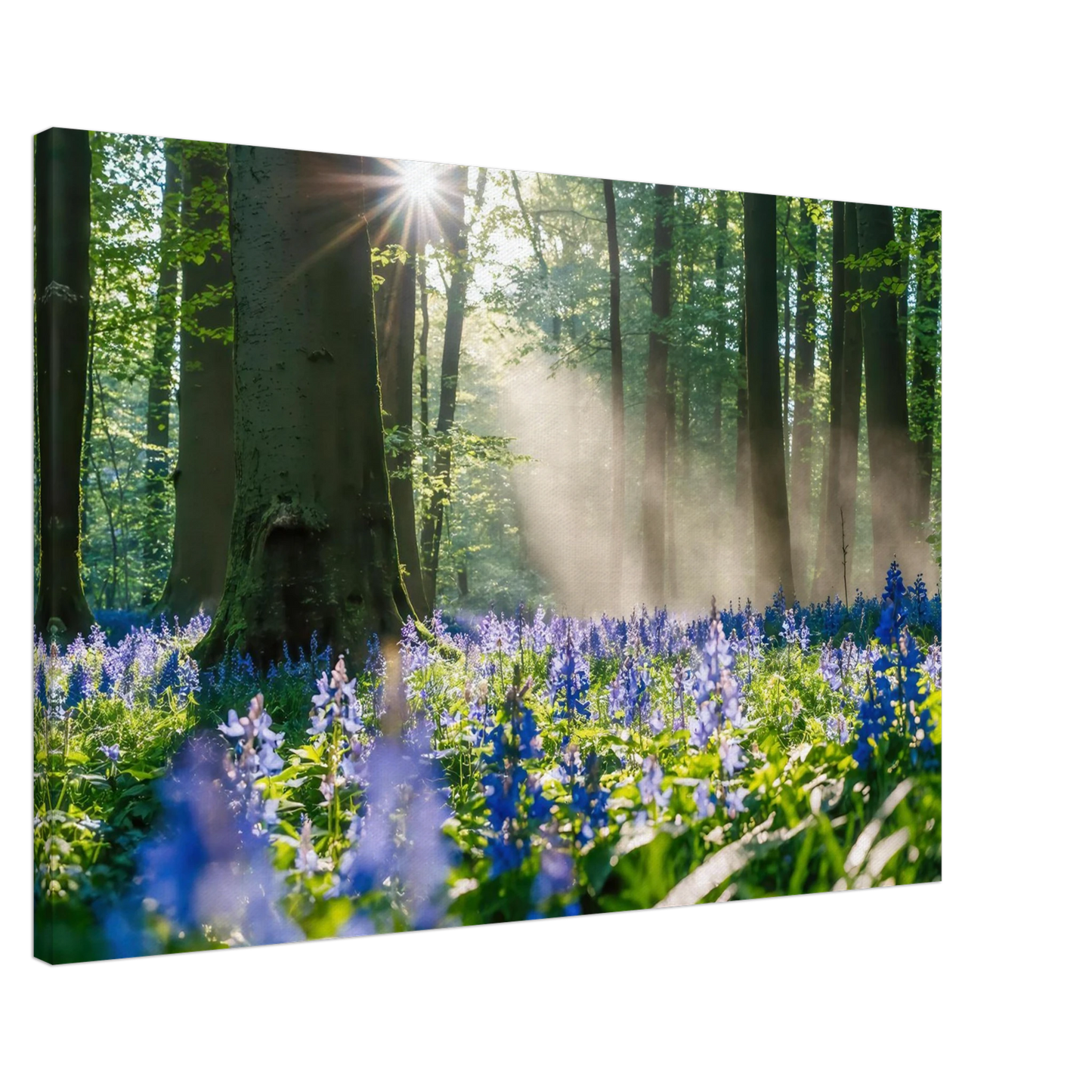 Wandbild mystische waldlichtung mit blauen glockenblumen sonnenverwoehntes naturbild in verschiedenen groessen