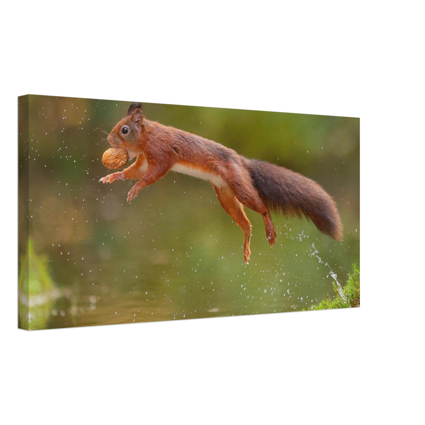 Wandbild eichhoernchen dynamisches wildtier poster fuer ihr zuhause in verschiedenen groessen