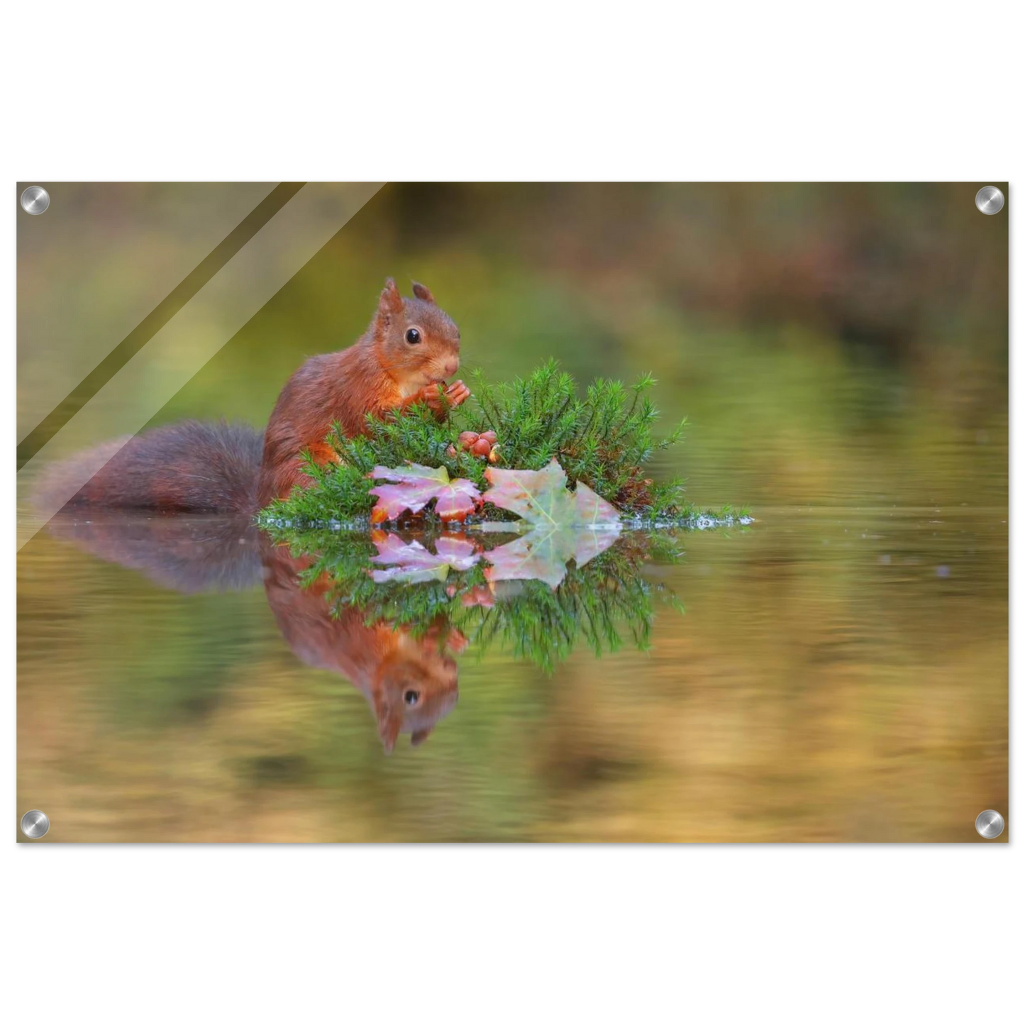 Wandbild bezauberndes eichhoernchen im herbstwald lebendige wildtierkunst fuer ihr zuhause in vielen groessen