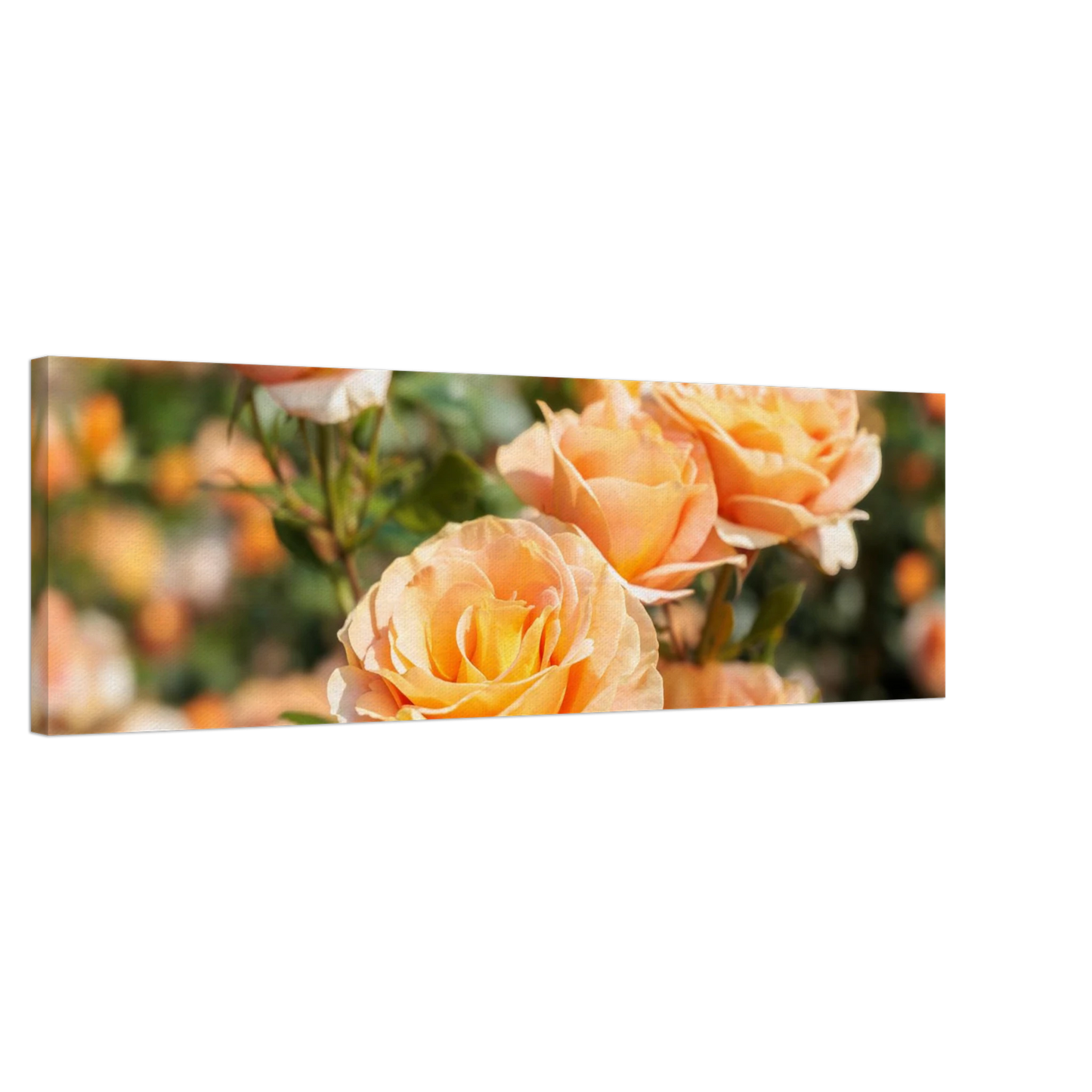 Wandbild romantische pfirsichrosen im sonnenschein botanische kunst fuer ihr zuhause in vielen groessen