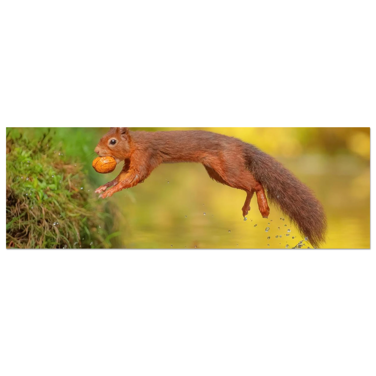 Wandbild eichhoernchen mit nuss dynamische tierkunst in leuchtenden herbstfarben