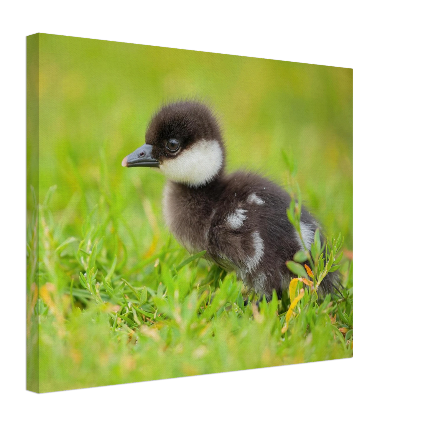 Wandbild bezauberndes entenkueken suesse tiermotive fuer kinderzimmer naturfreunde in vielen groessen