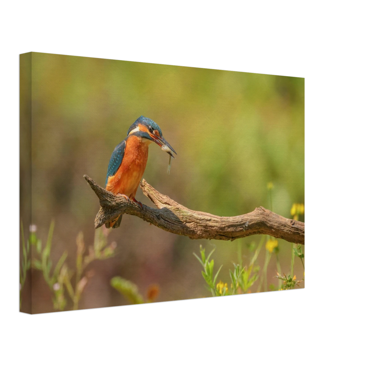 Wandbild eisvogel farbpracht leuchtende naturkunst fuer ihr zuhause in vielen groessen