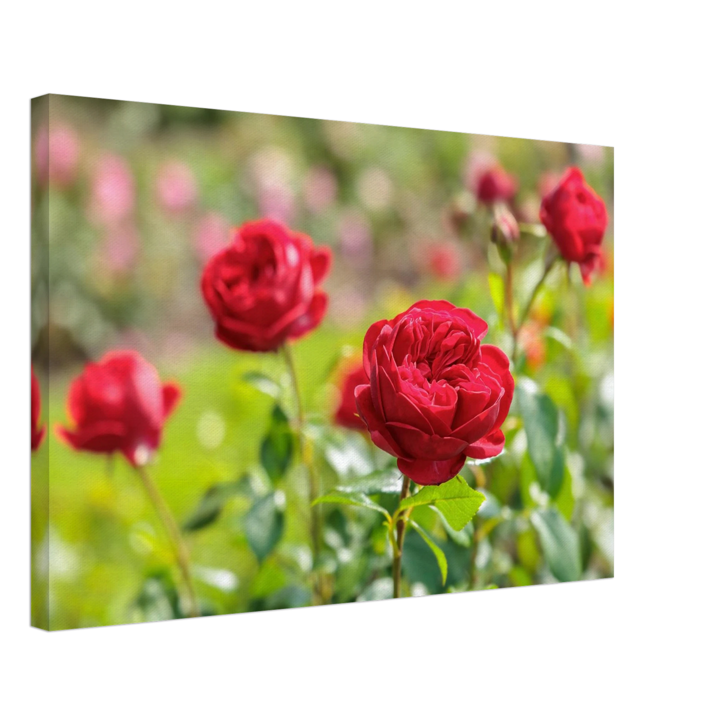 Wandbild rote rosen lebendige bluetenpracht fuer ihr zuhause in ihrer wunschgroesse