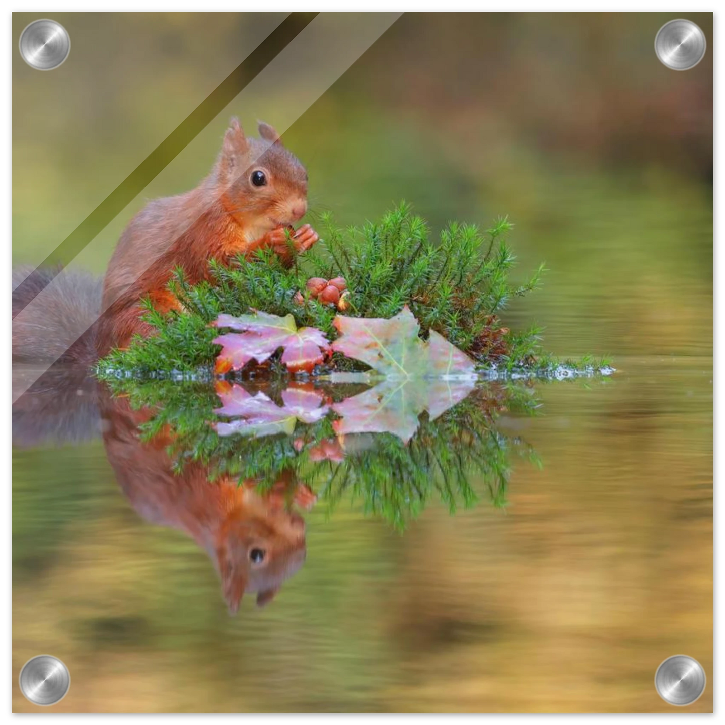 Wandbild bezauberndes eichhoernchen im herbstwald lebendige wildtierkunst fuer ihr zuhause in vielen groessen