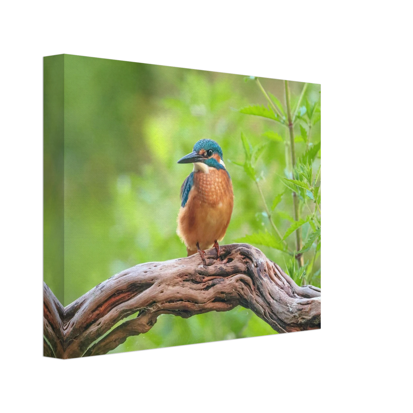 Wandbild eisvogel lebendige naturkunst fuer ihr zuhause in ihrer wunschgroesse 2