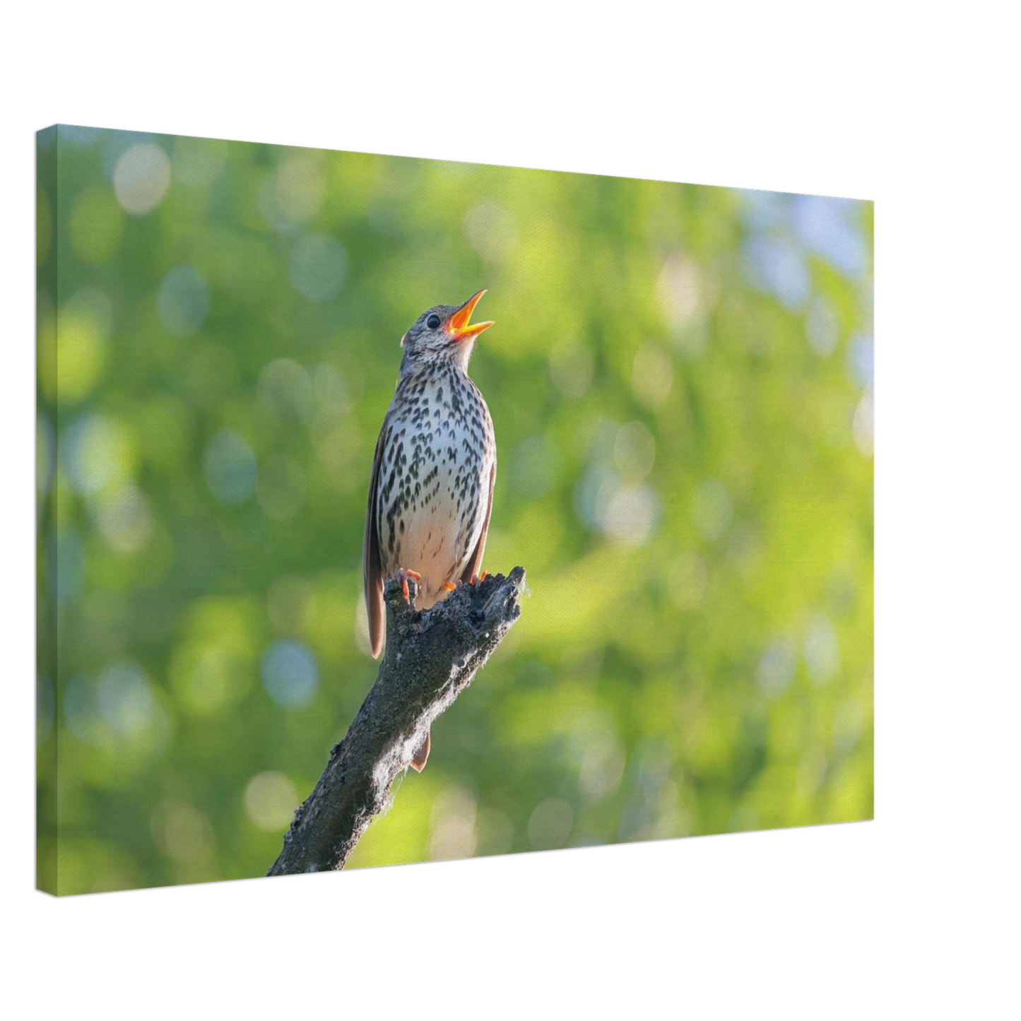 Wandbild bezaubernder singvogel in gruen ein naturportraet fuer ihr zuhause in vielen groessen