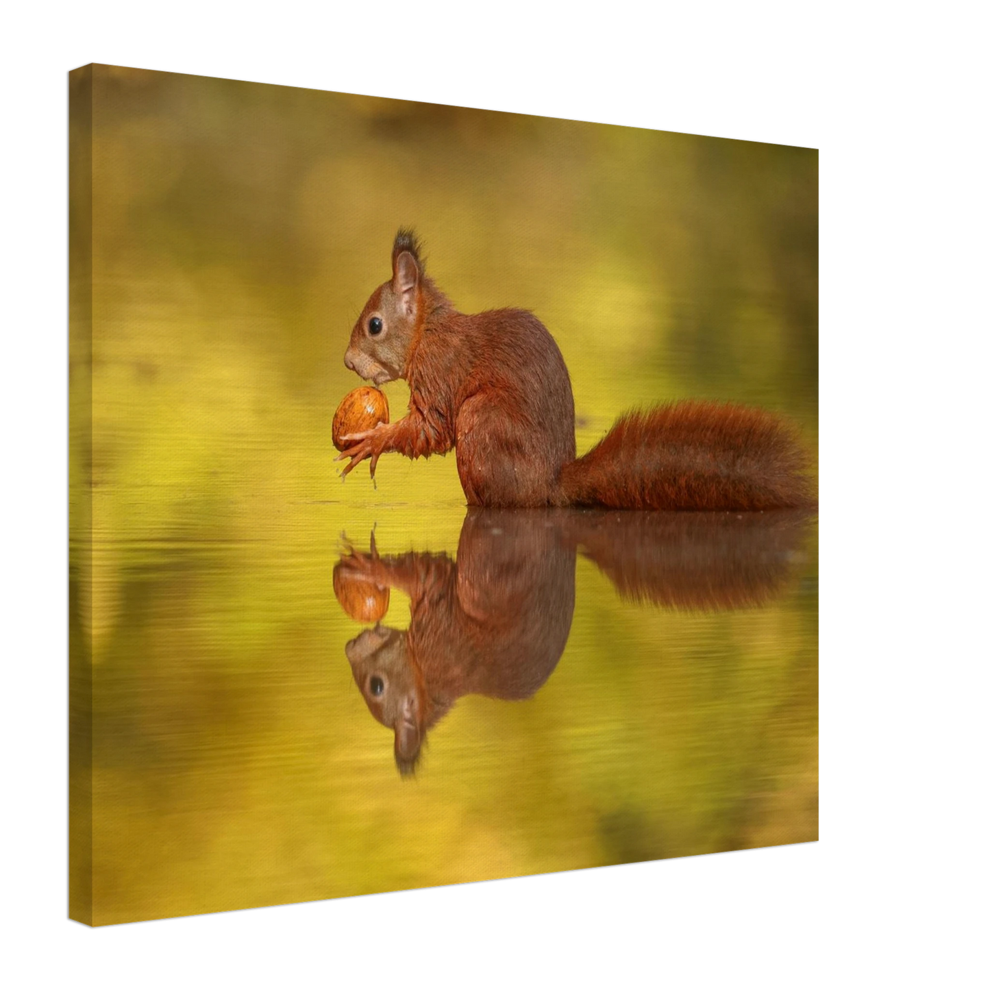 Wandbild eichhoernchen im goldenen herbstlicht lebendige tierfotografie fuer ihre wand
