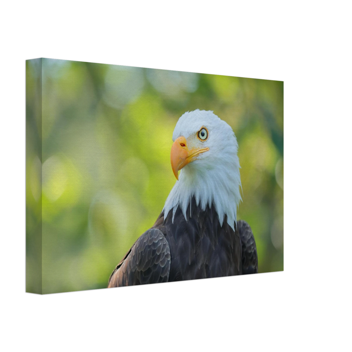 Wandbild majestaetischer weisskopfseeadler eine ode an die freiheit in ihrer wunschgroesse