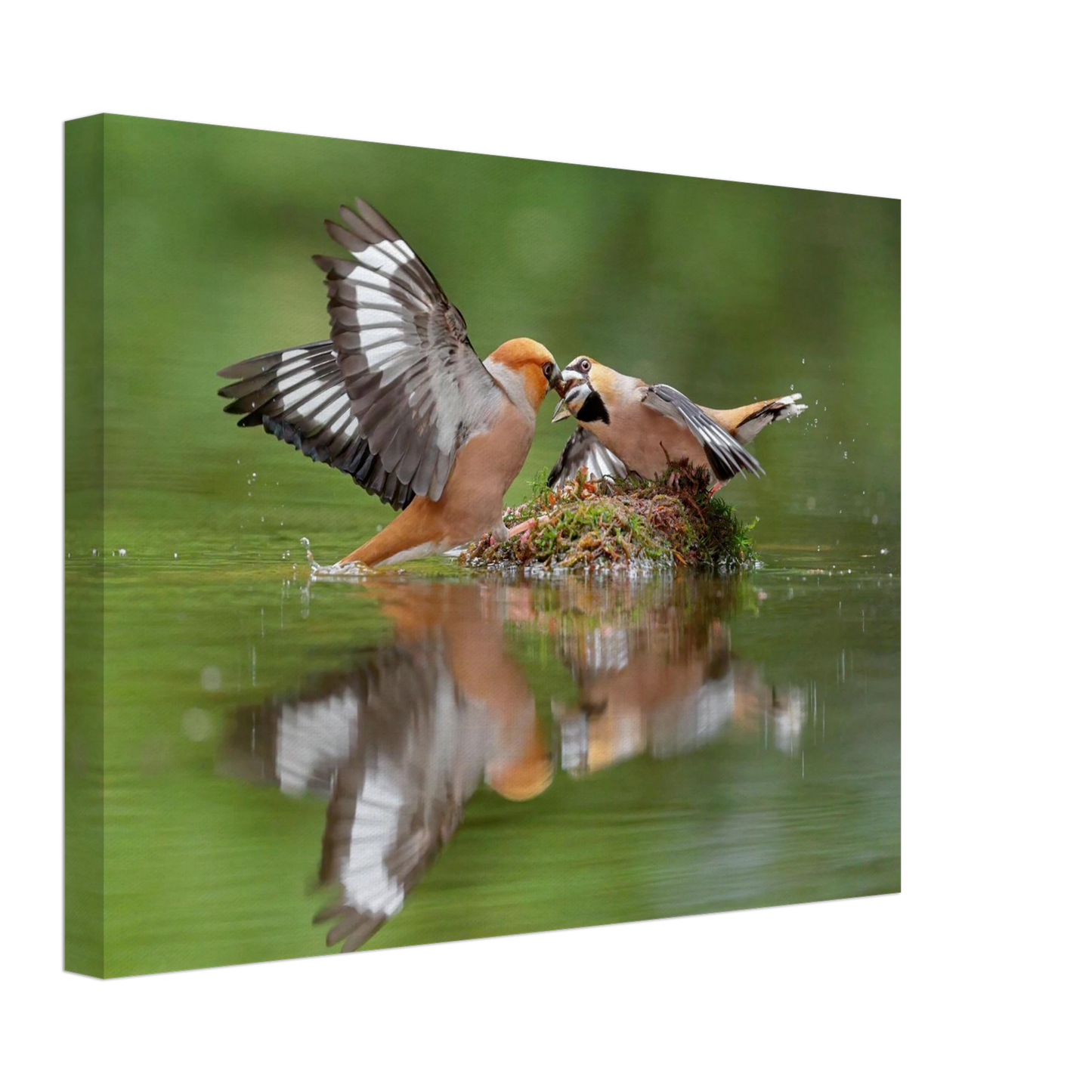 Wandbild momente der natur spektakulaerer kampf der voegel ueber dem wasser