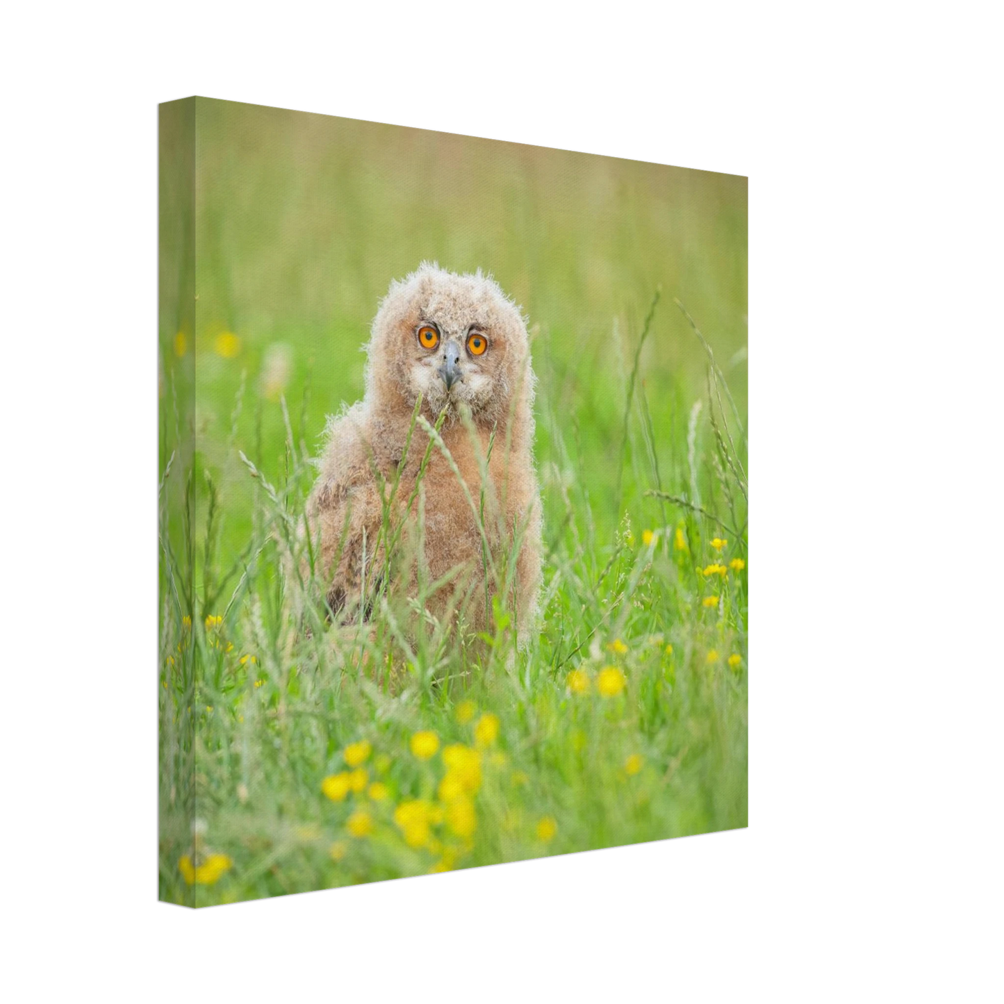 Wandbild junges eulenkueken im gras ein bezaubernder anblick fuer ihr zuhause in vielen groessen