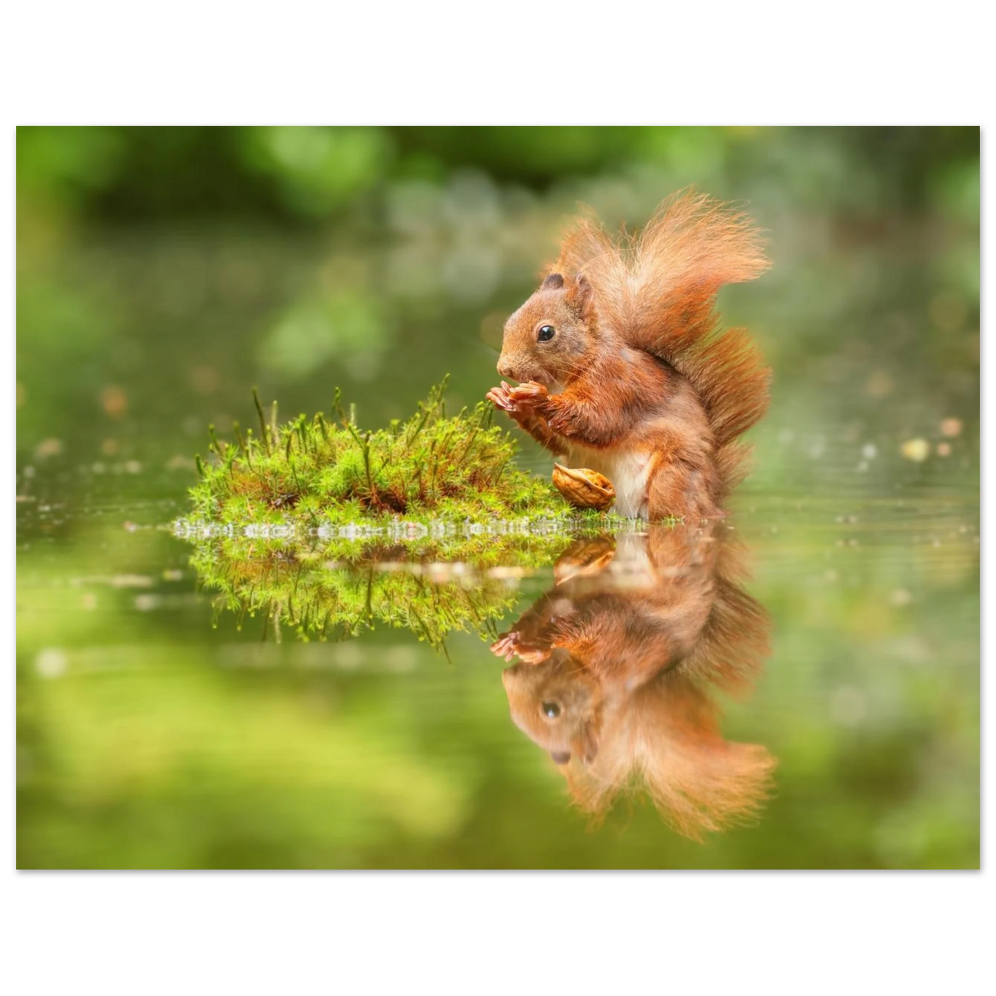 Wandbild bezauberndes eichhoernchen mit nuss ein spiegelbild der natur