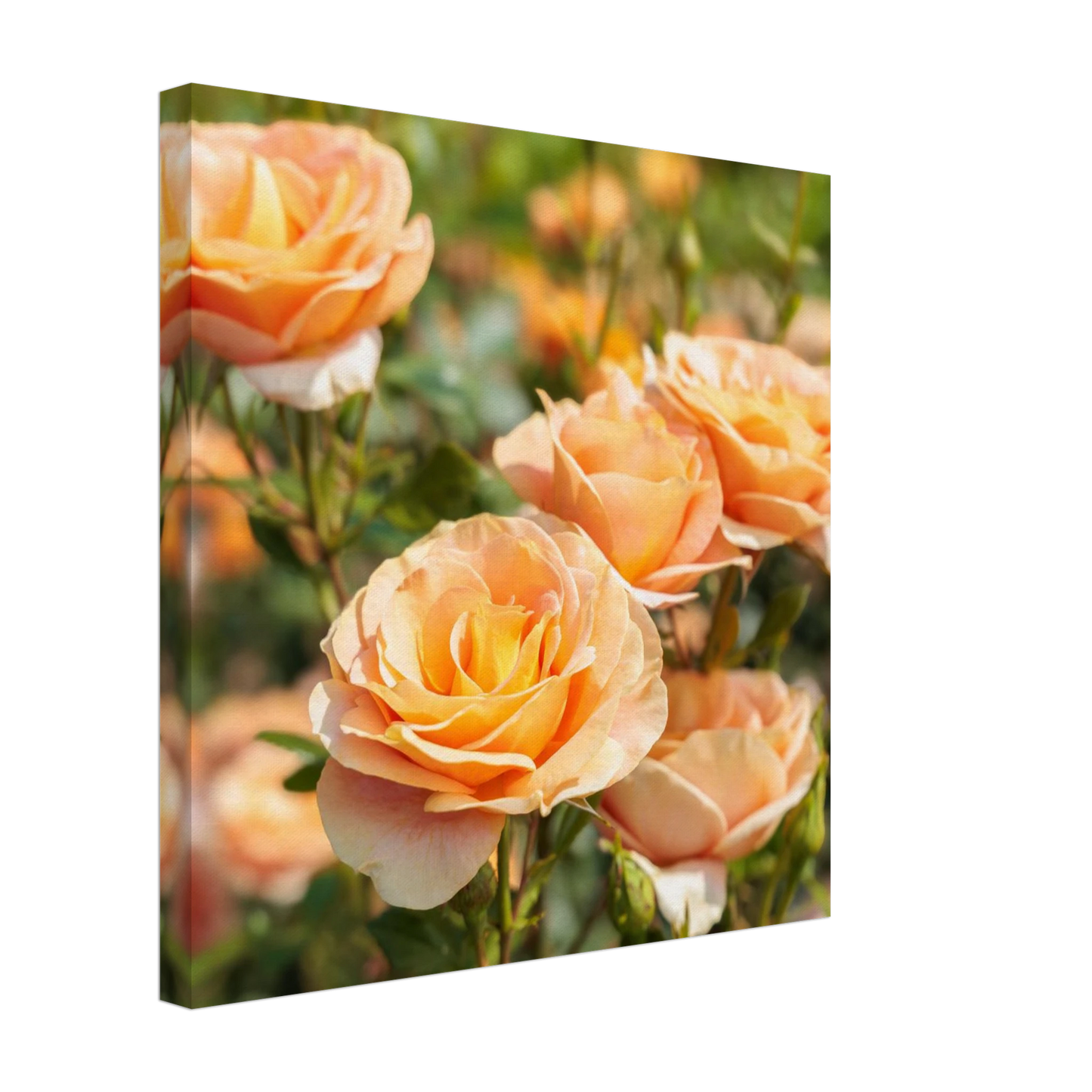 Wandbild romantische pfirsichrosen im sonnenschein botanische kunst fuer ihr zuhause in vielen groessen