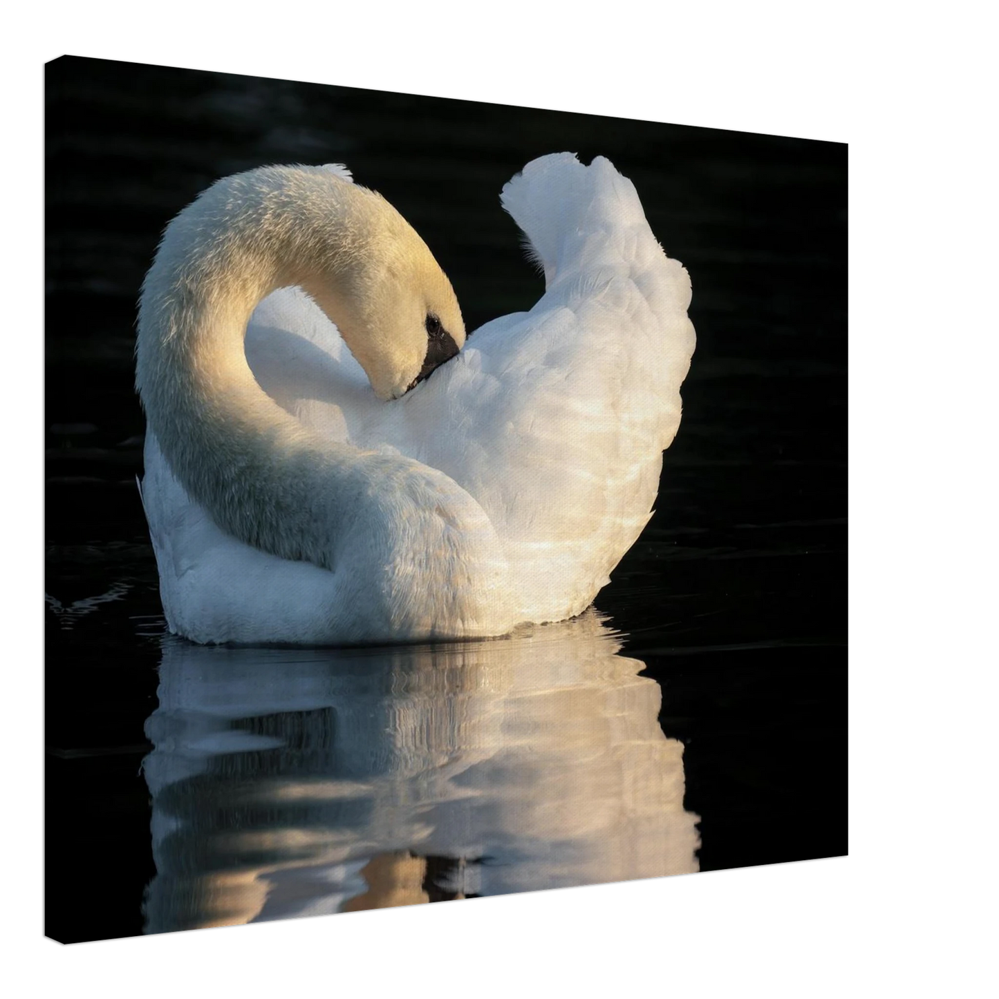 Wandbild schwan bei sonnenuntergang elegante wandkunst fuer ihr zuhause