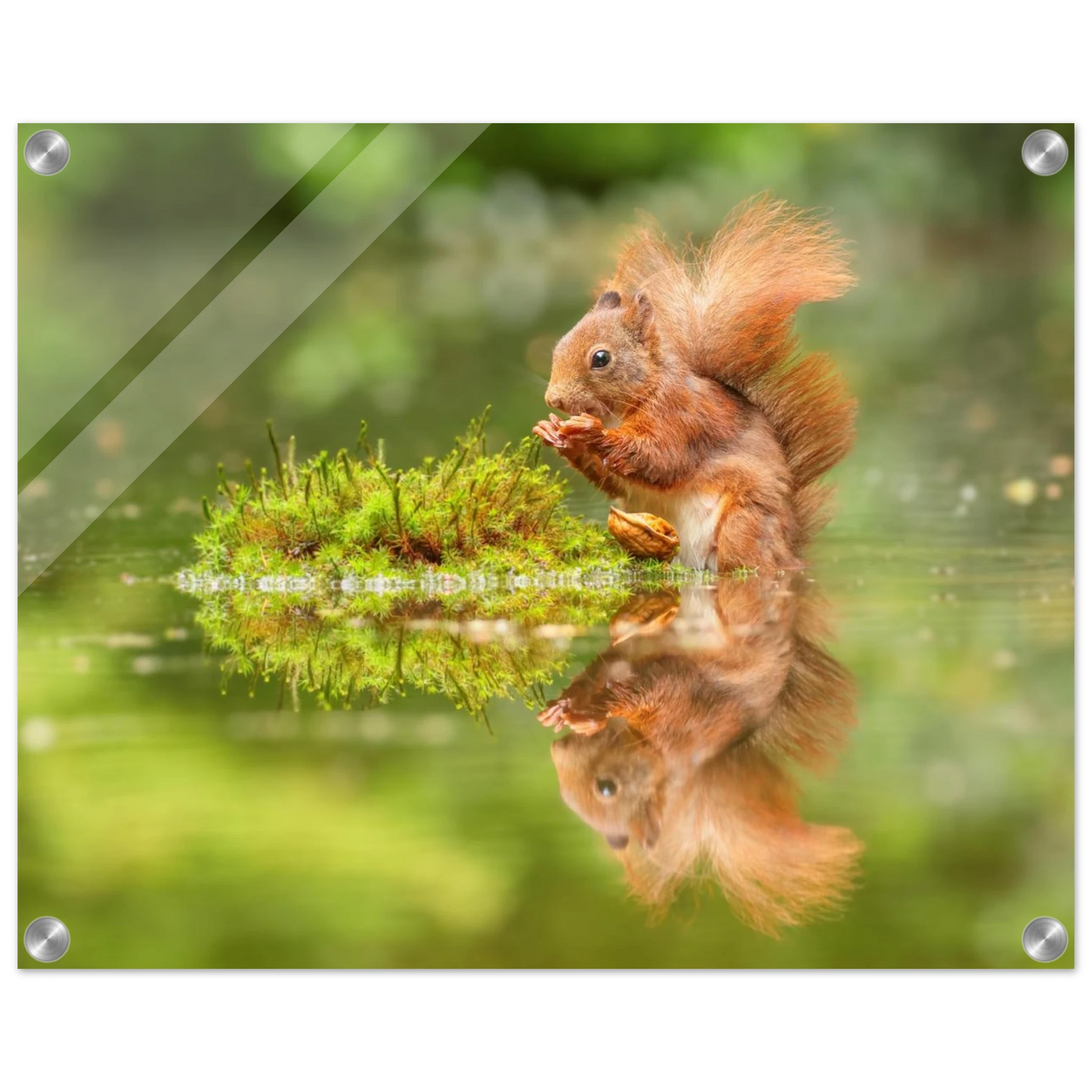 Wandbild bezauberndes eichhoernchen mit nuss ein spiegelbild der natur
