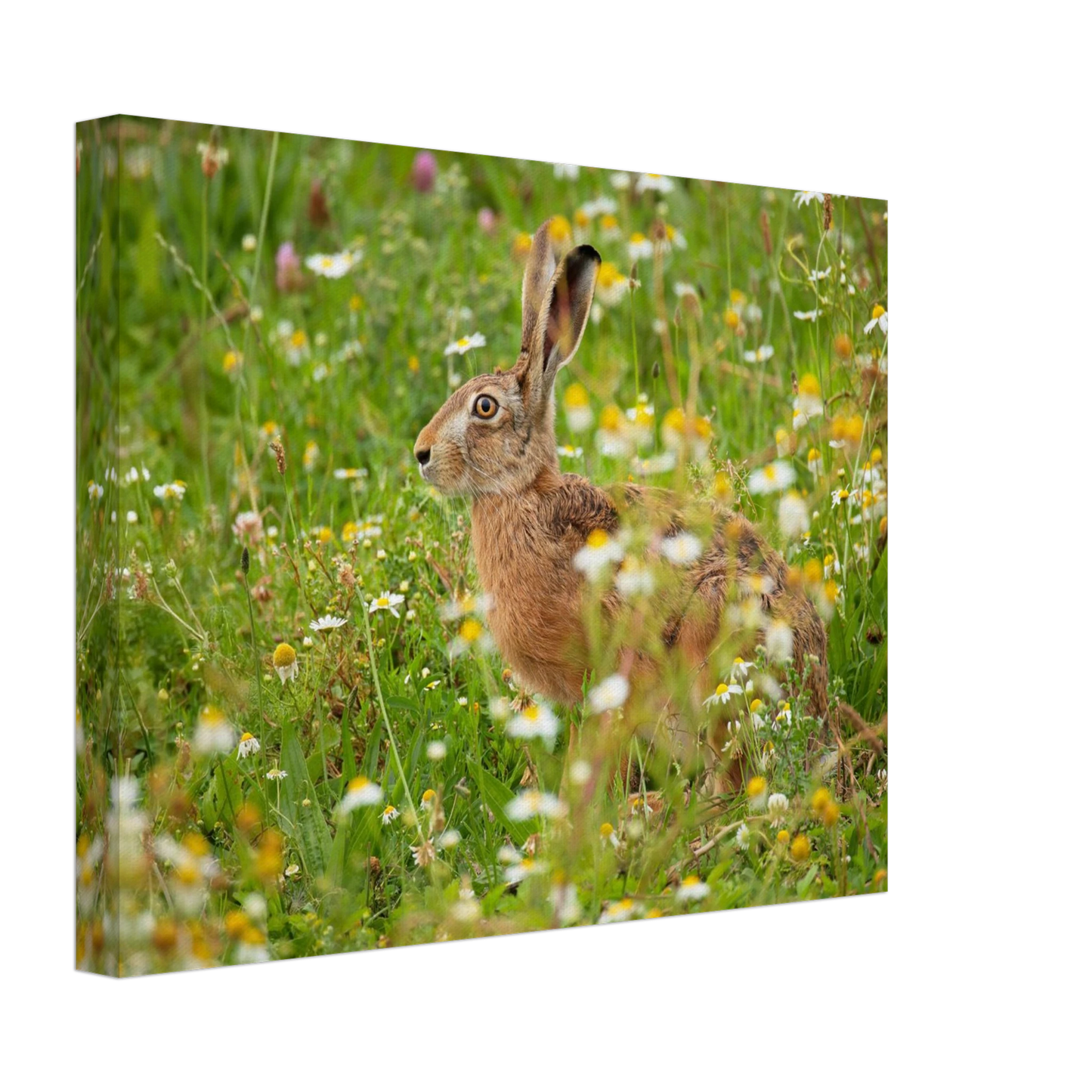 Wandbild Idyllische hasenwiese wandbild waehle dein wunschformat