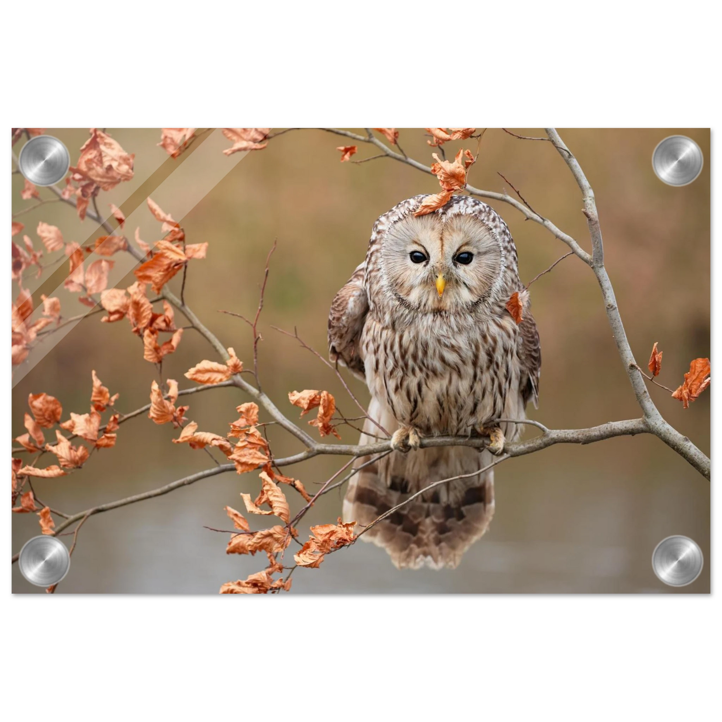 Wandbild majestaetische eule im herbstlaub einblick in die wildnis in verschiedenen groessen