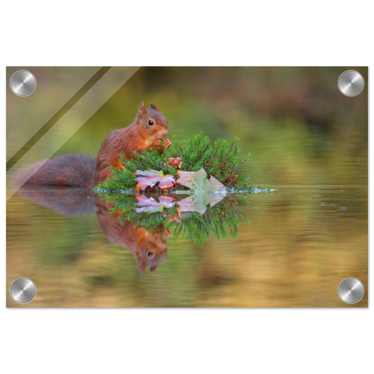 Wandbild bezauberndes eichhoernchen im herbstwald lebendige wildtierkunst fuer ihr zuhause in vielen groessen