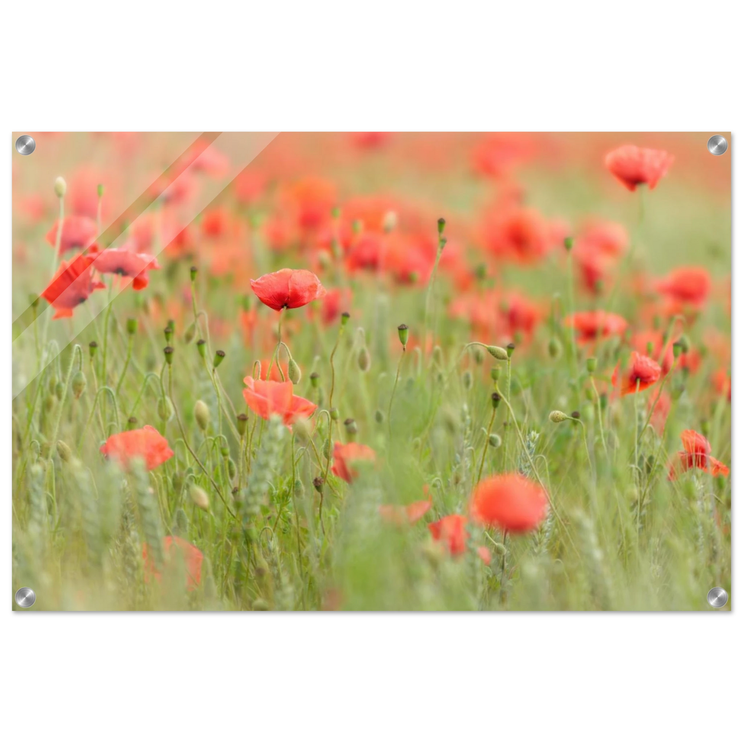 Wandbild vertraeumtes mohnblumenfeld ein stueck sommer fuer ihr zuhause in vielen groessen