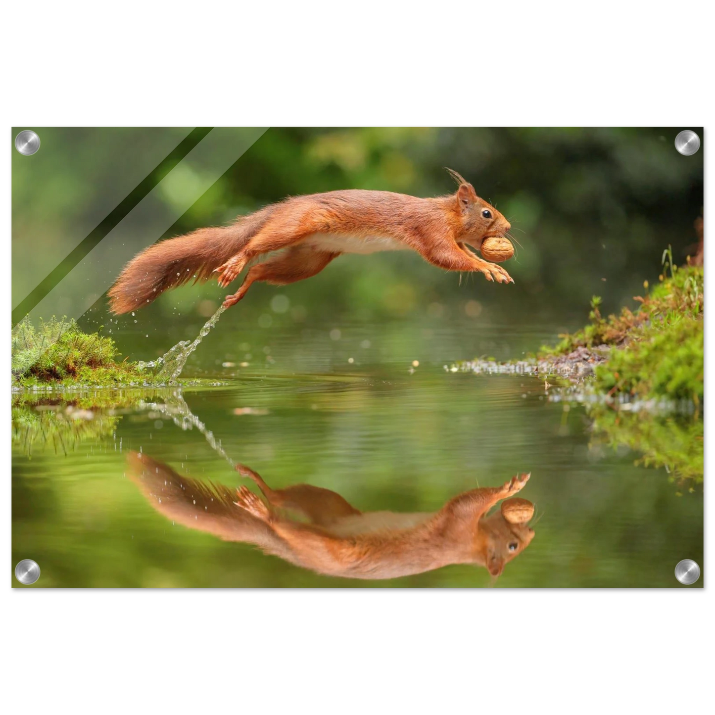 Wandbild Wandkunst eichhoernchens freudensprung dynamische naturkunst fuer ihr zuhause erhaeltlich in mehreren groessen