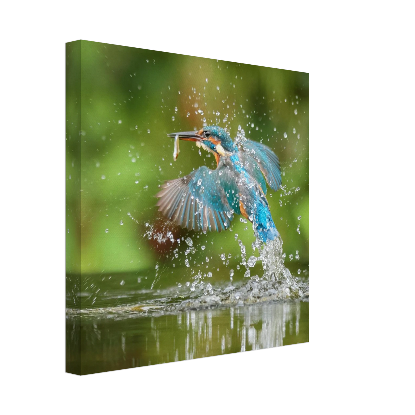 Wandbild eisvogel im sturzflug lebendige wildtierkunst fuer ihr zuhause