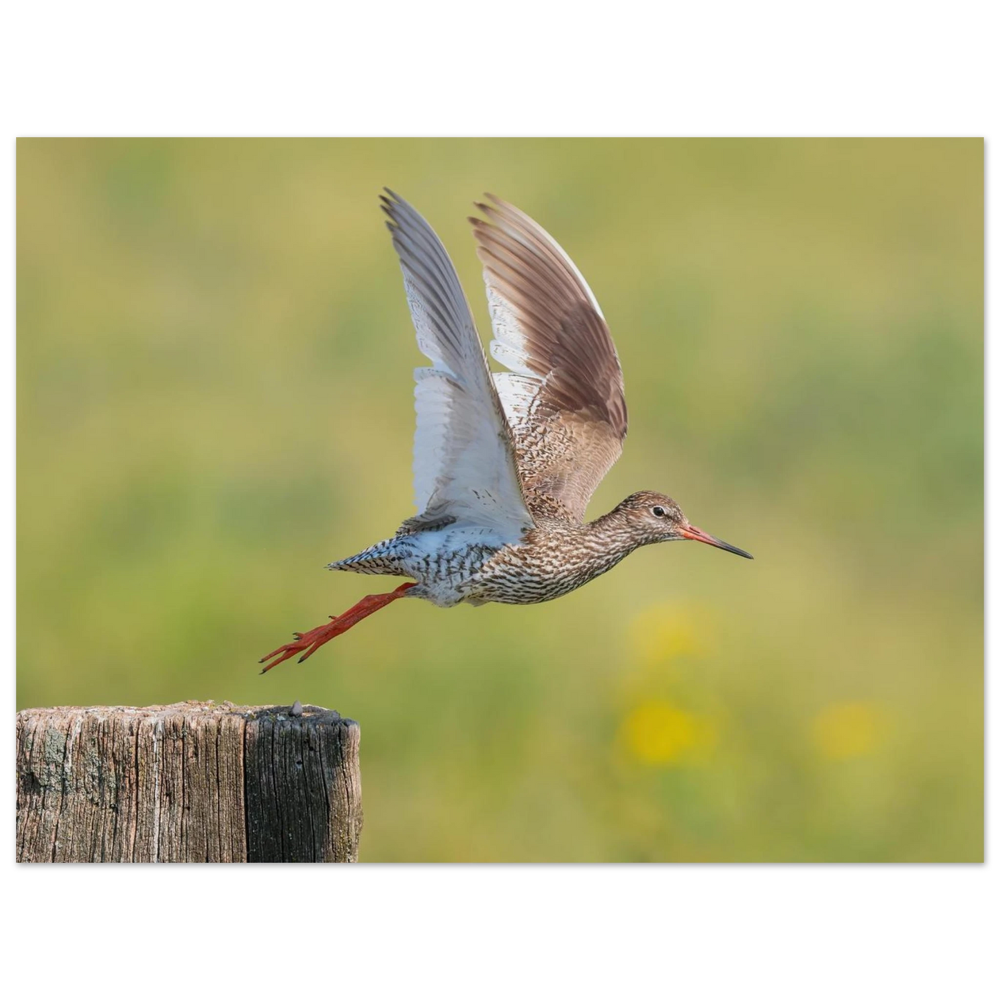 Wandbild der flug des rotschenkels dynamische tierkunst fuer ihr zuhause in vielen groessen erhaeltlich