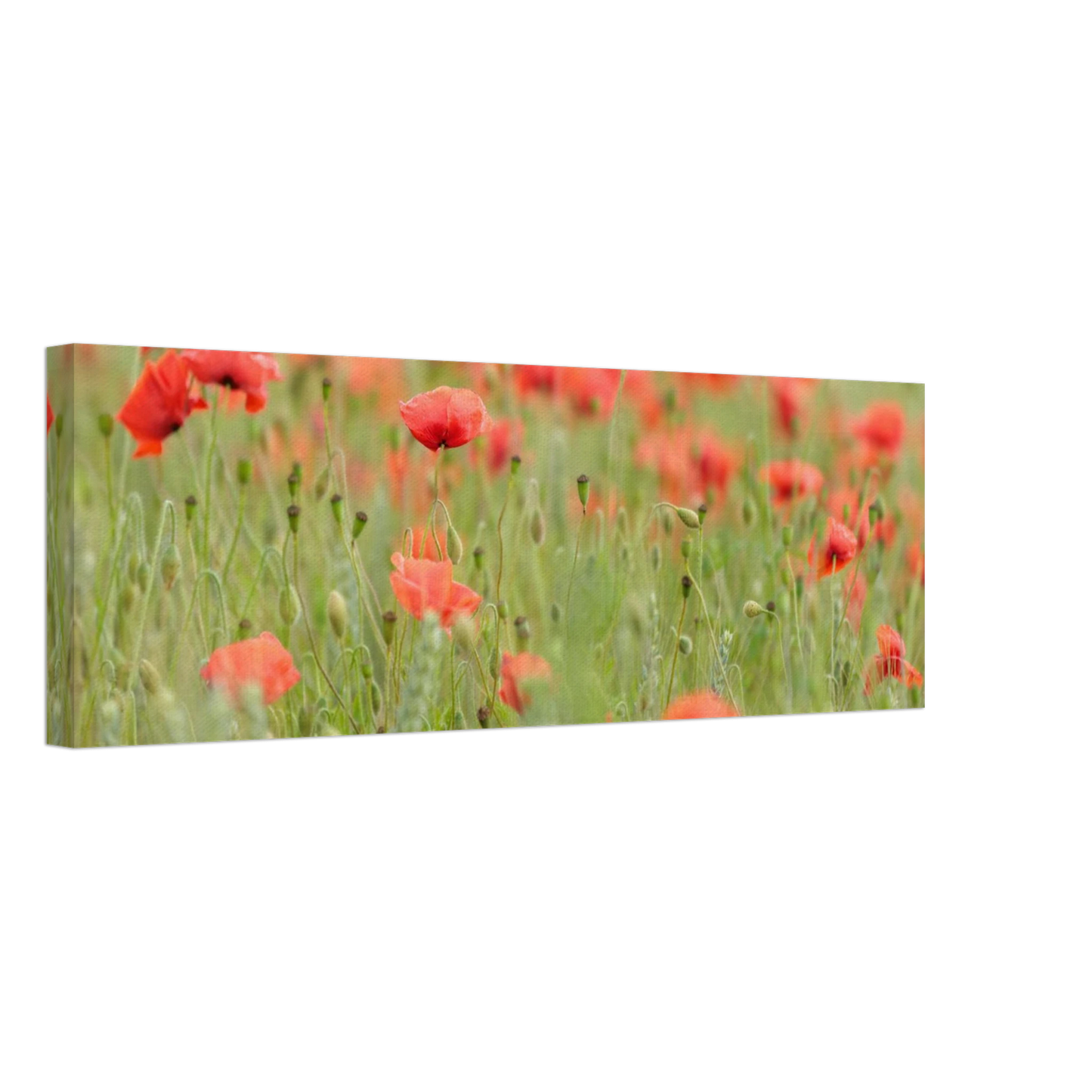 Wandbild vertraeumtes mohnblumenfeld ein stueck sommer fuer ihr zuhause in vielen groessen