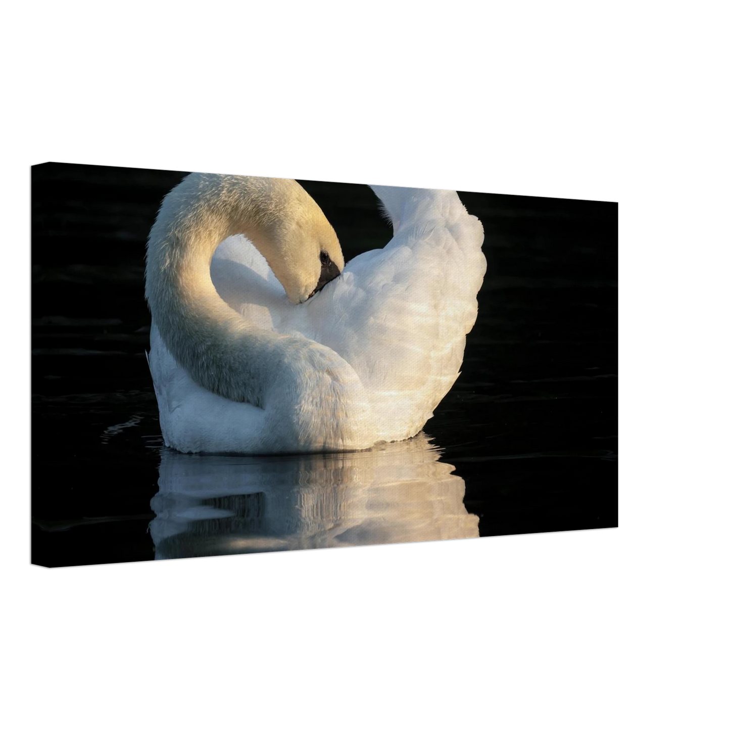 Wandbild schwan bei sonnenuntergang elegante wandkunst fuer ihr zuhause