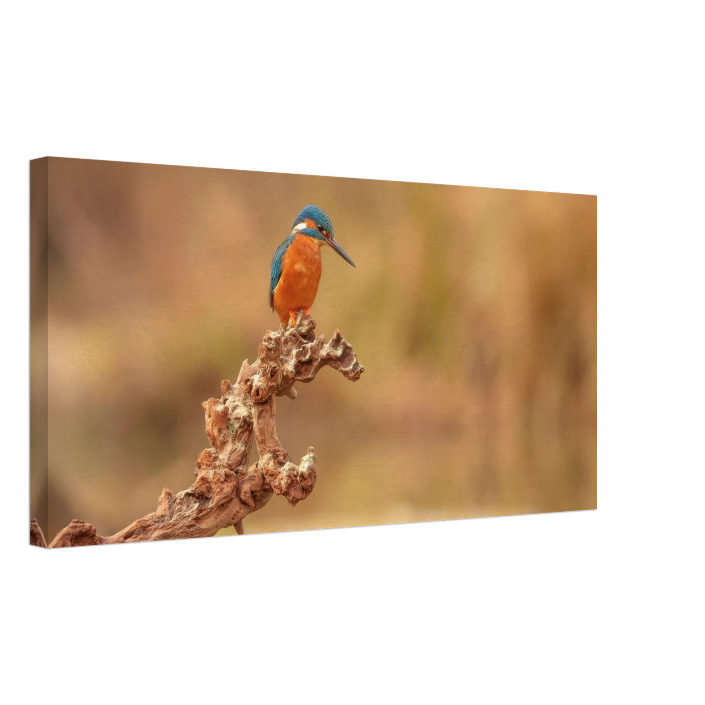 Wandbild eisvogel lebendige naturkunst fuer ihr zuhause in vielen groessen