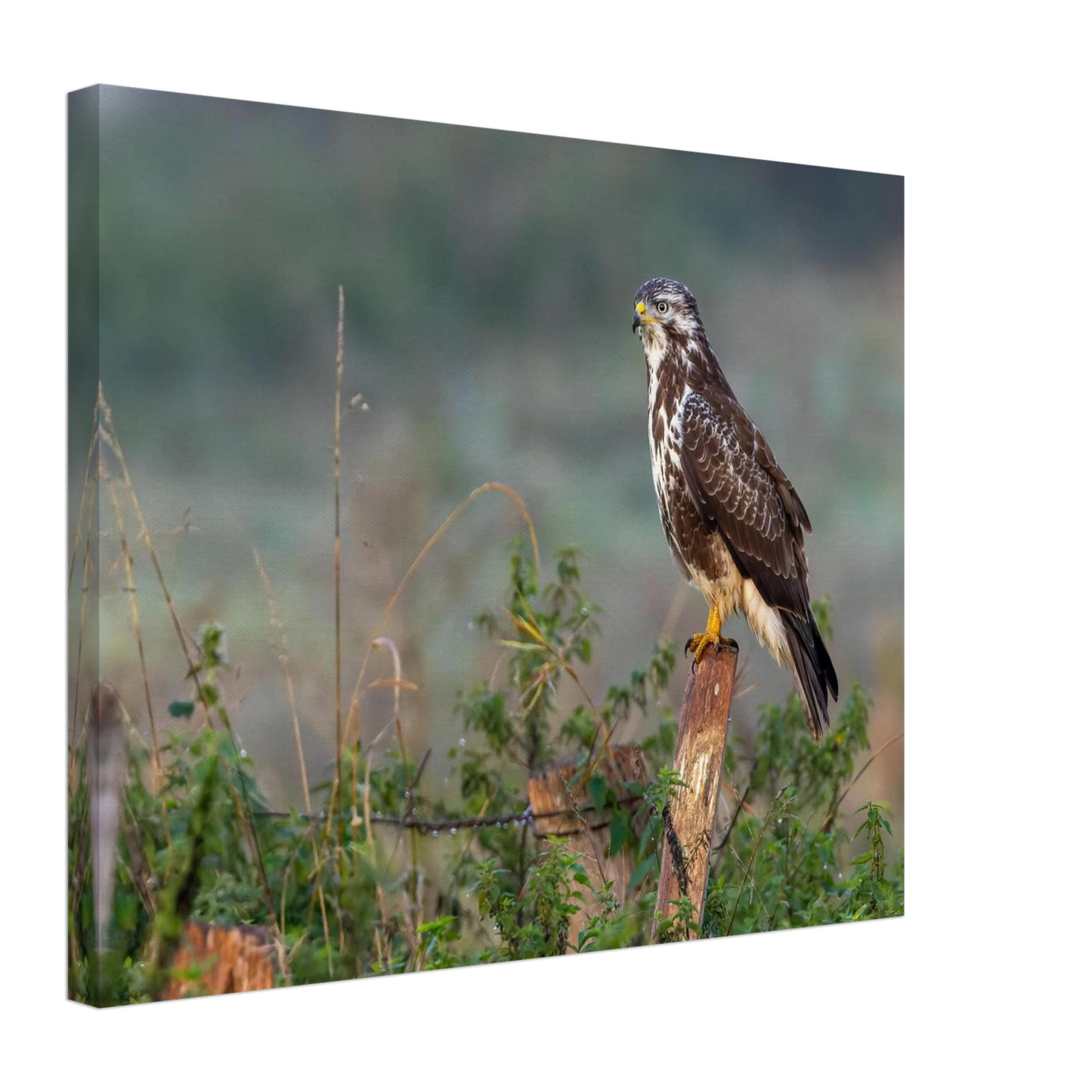 Wandbild majestaetischer bussard einblick in die wildnis auf hochglanz leinwand