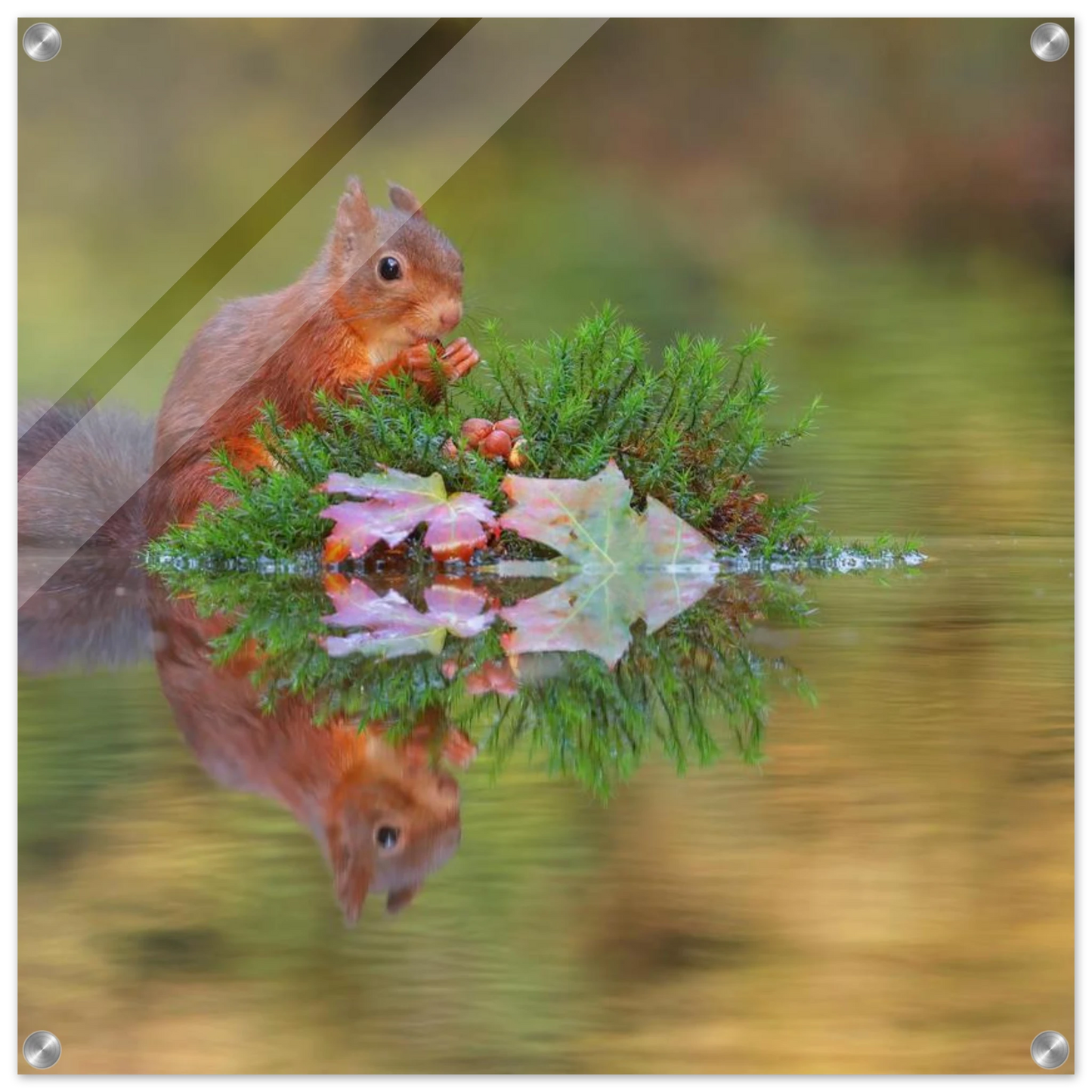 Wandbild bezauberndes eichhoernchen im herbstwald lebendige wildtierkunst fuer ihr zuhause in vielen groessen