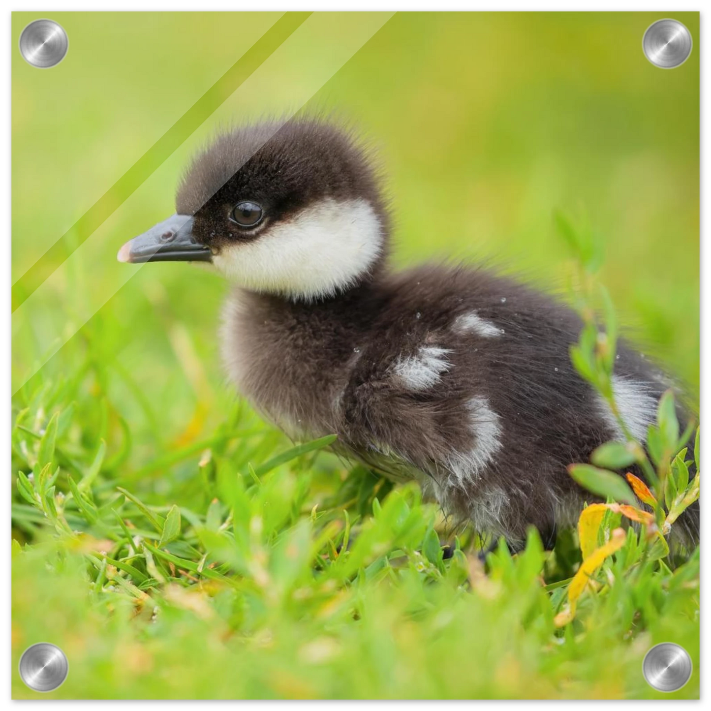 Wandbild bezauberndes entenkueken suesse tiermotive fuer kinderzimmer naturfreunde in vielen groessen