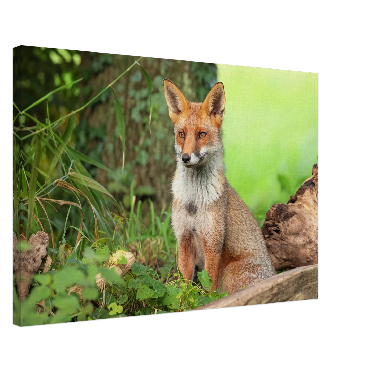 Wandbild majestaetischer rotfuchs ein augenblick der ruhe in der natur erhaeltlich in zahlreichen groessen