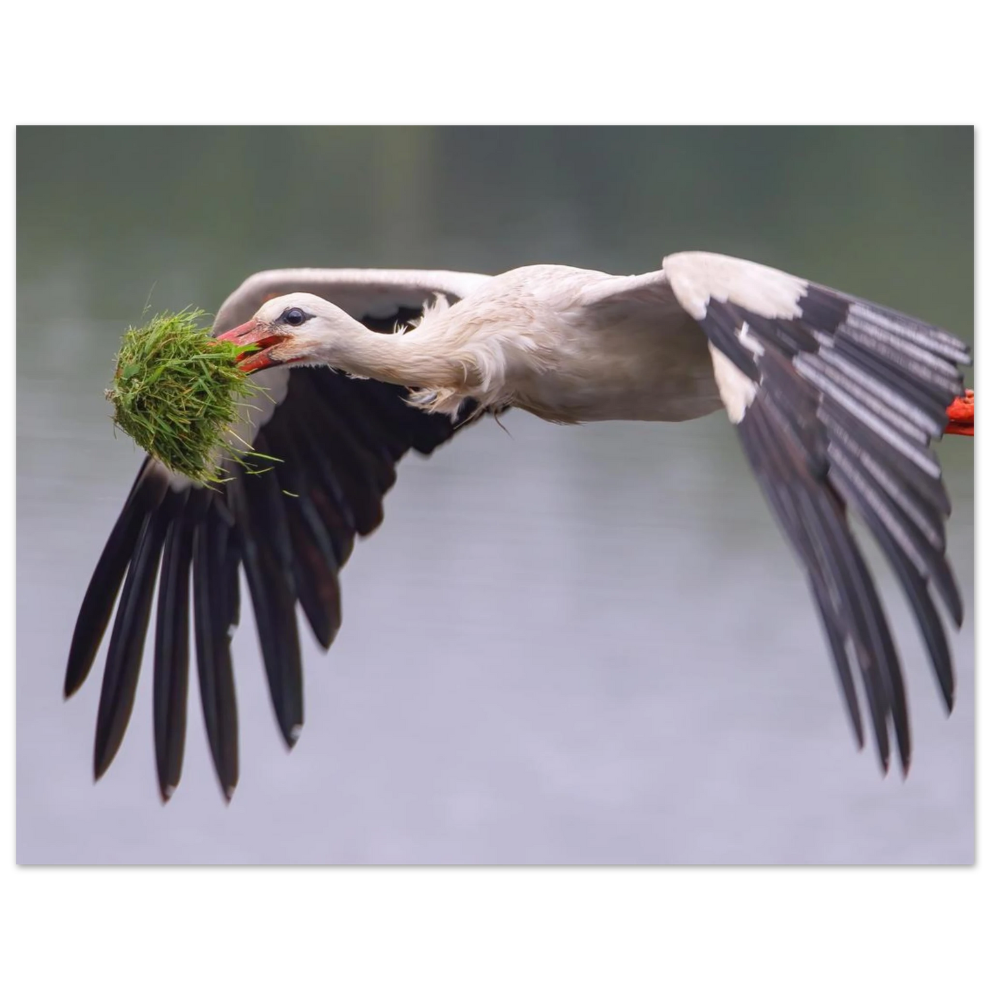 Wandbild nestbauender weissstorch im flug lebendige naturfotografie fuer ihr zuhause