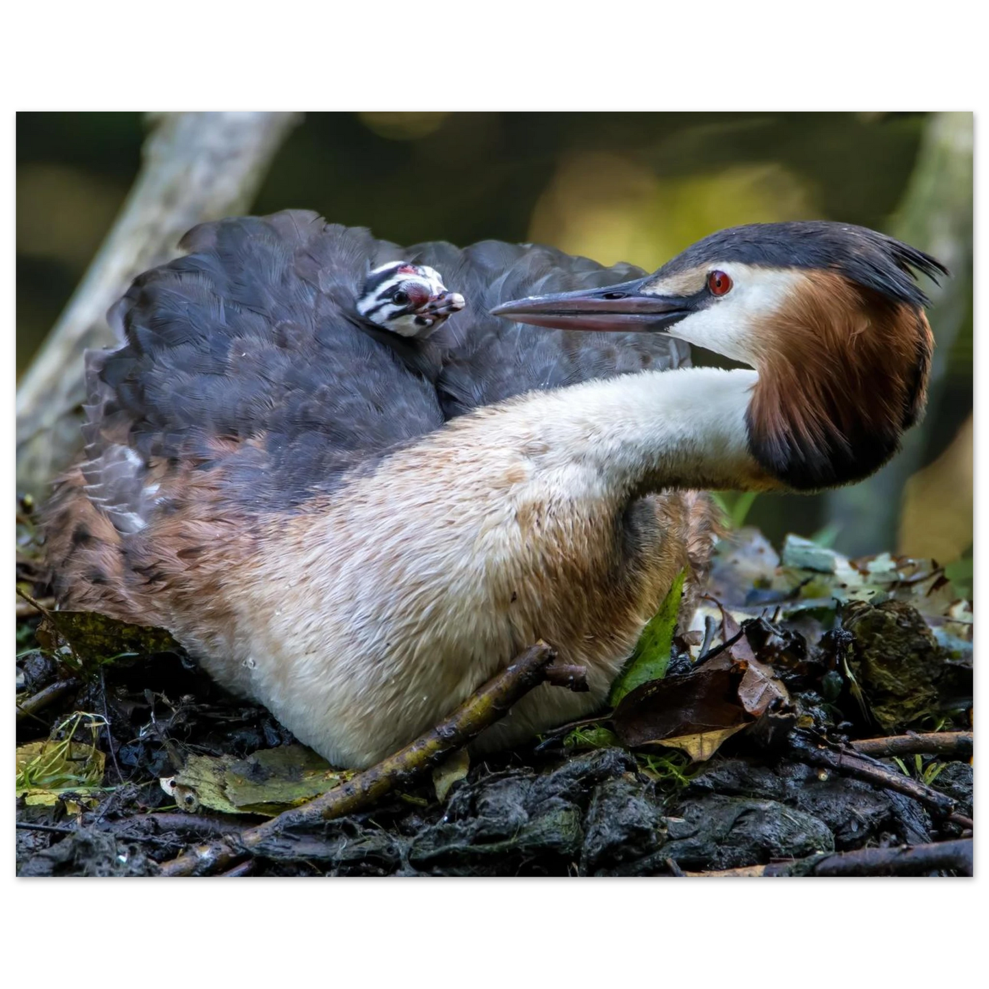 Wandbild zaertliche grosse haubentaucher familie naturgetreuer kunstdruck in ihrer wunschgroesse