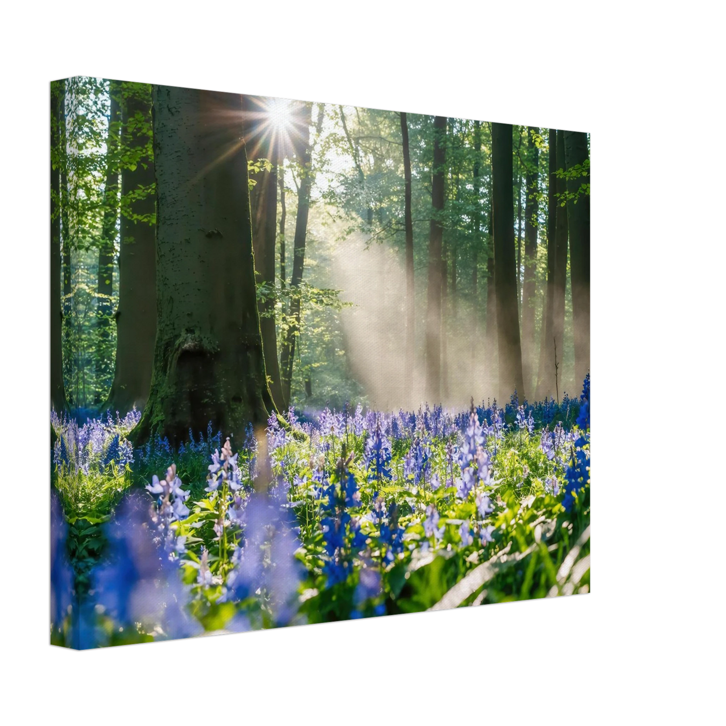 Wandbild mystische waldlichtung mit blauen glockenblumen sonnenverwoehntes naturbild in verschiedenen groessen