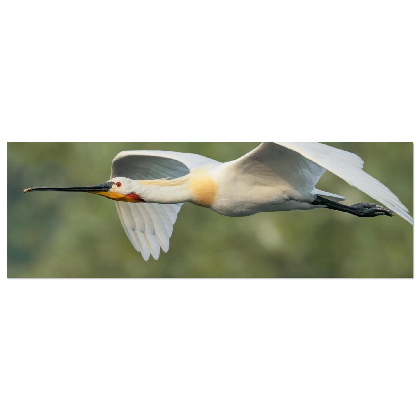 Wandbild eleganter loeffler im flug naturfotografie fuer ihr zuhause in vielen groessen