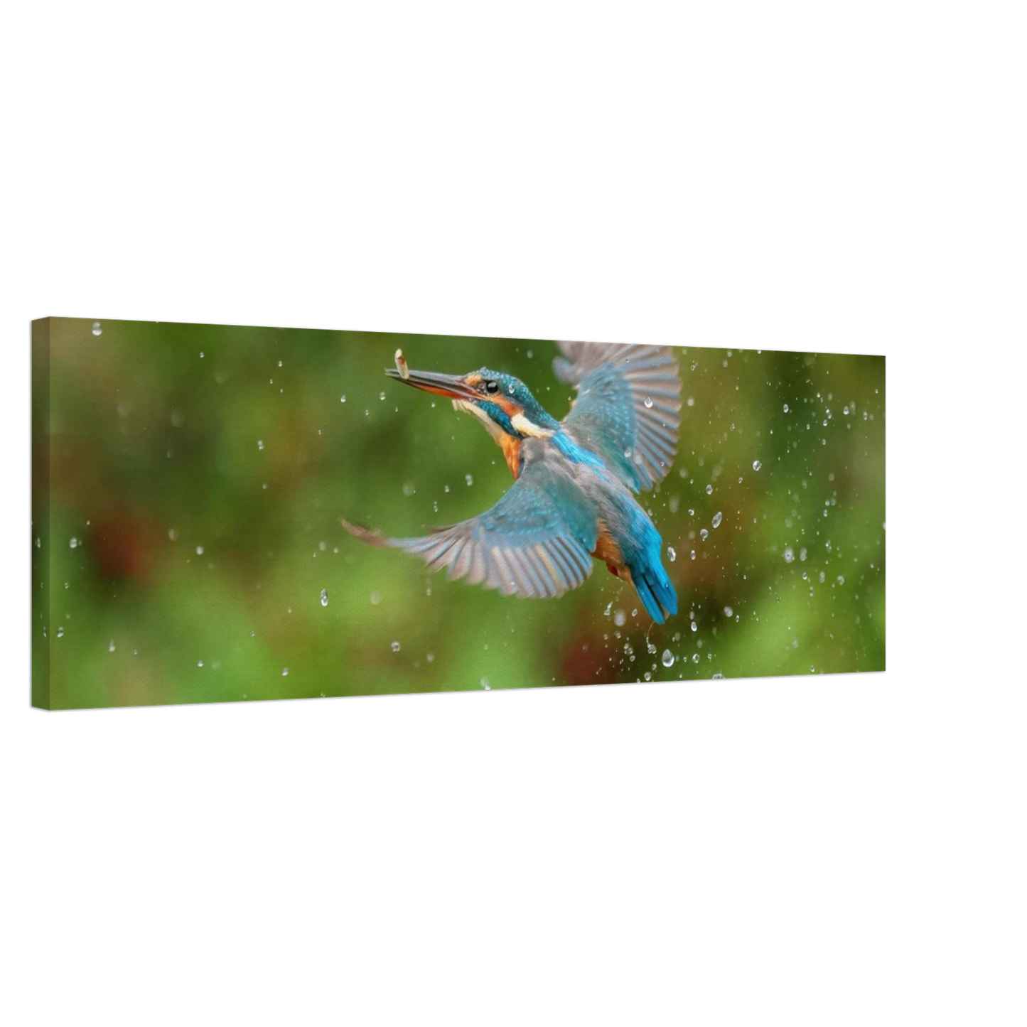 Wandbild eisvogel lebendige tierfotografie mit lebhaften blautoenen