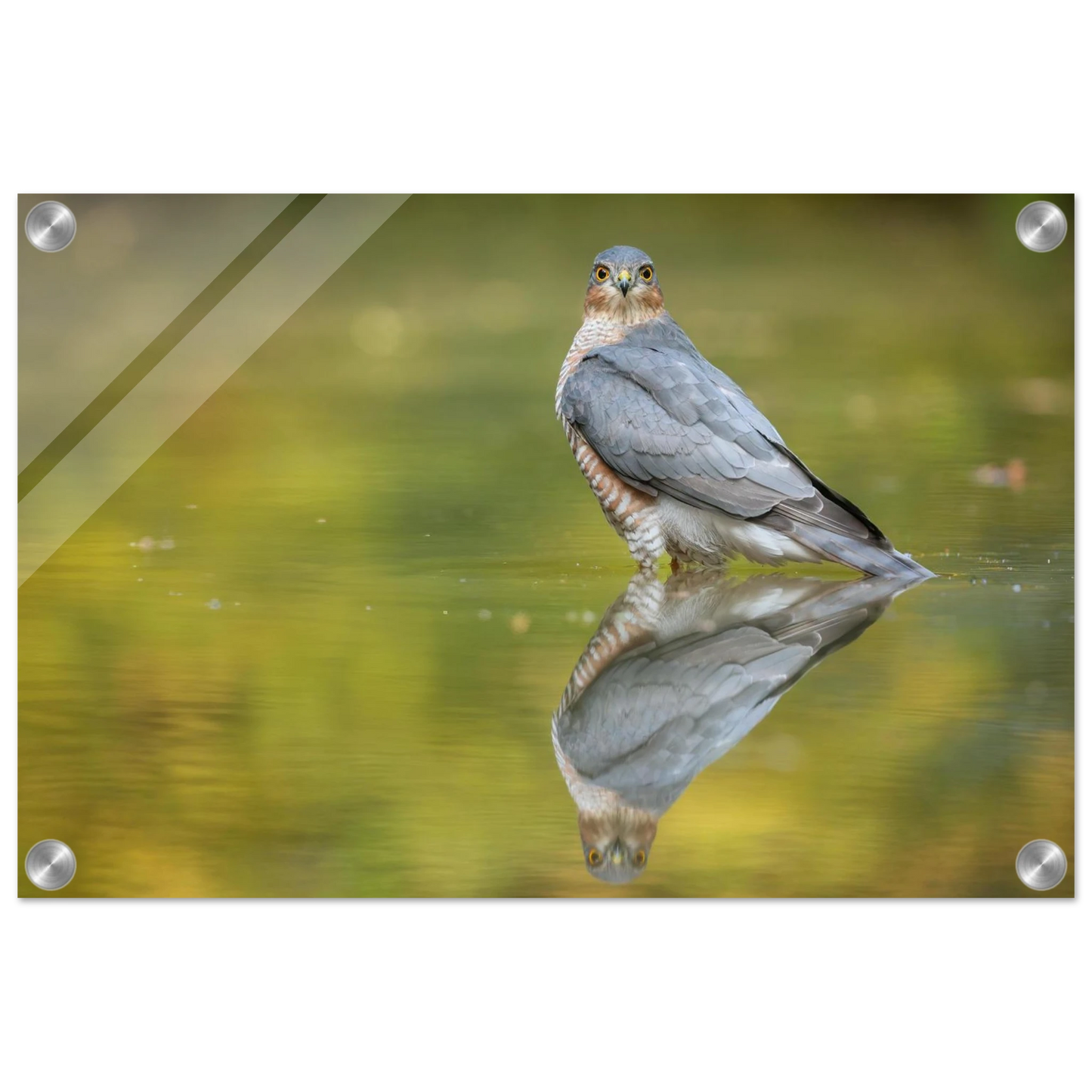 Wandbild mystischer sperber im morgengold faszinierende wildtierfotografie in ihrer wunschgroesse