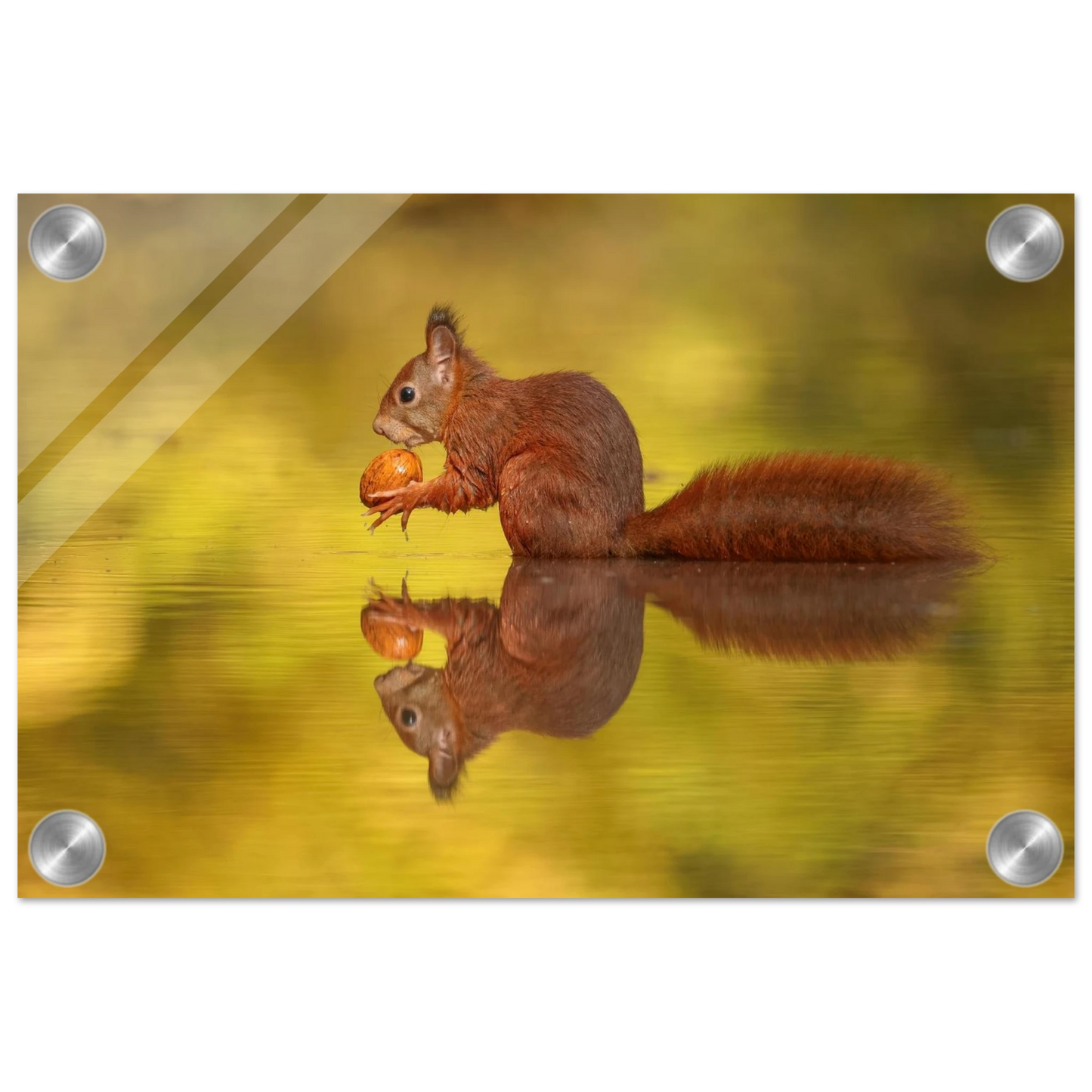 Wandbild eichhoernchen im goldenen herbstlicht lebendige tierfotografie fuer ihre wand
