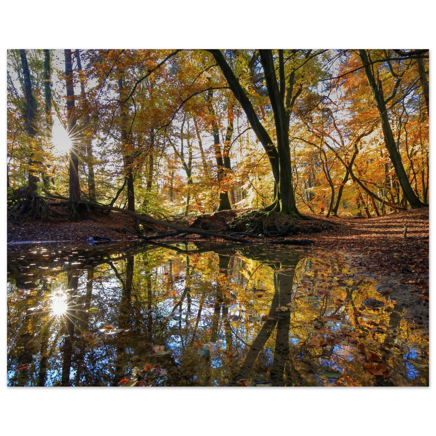 Wandbild goldener herbstwald stimmungsvolle spiegelung der natur in ihrer wunschgroesse