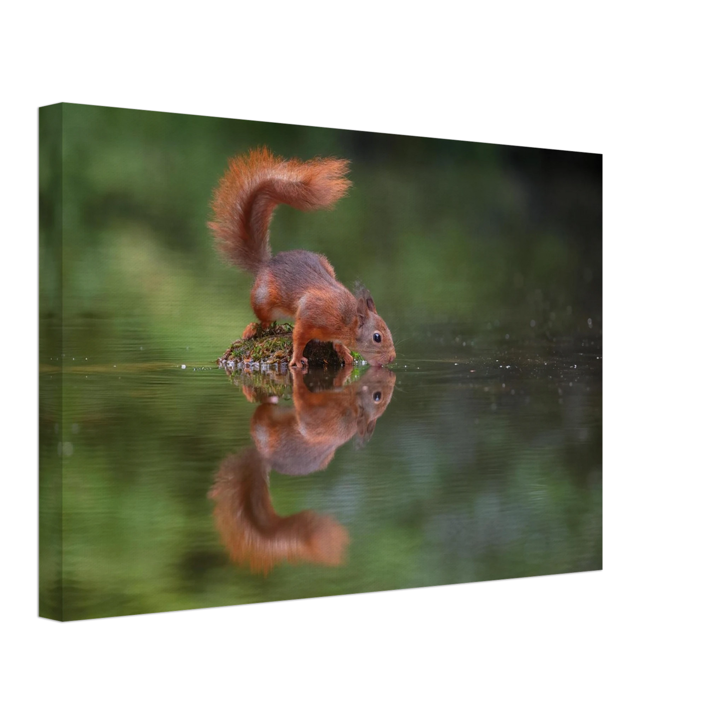 Wandbild durstiges eichhoernchen eine ruhige reflexion in der natur erhaeltlich in vielen groessen