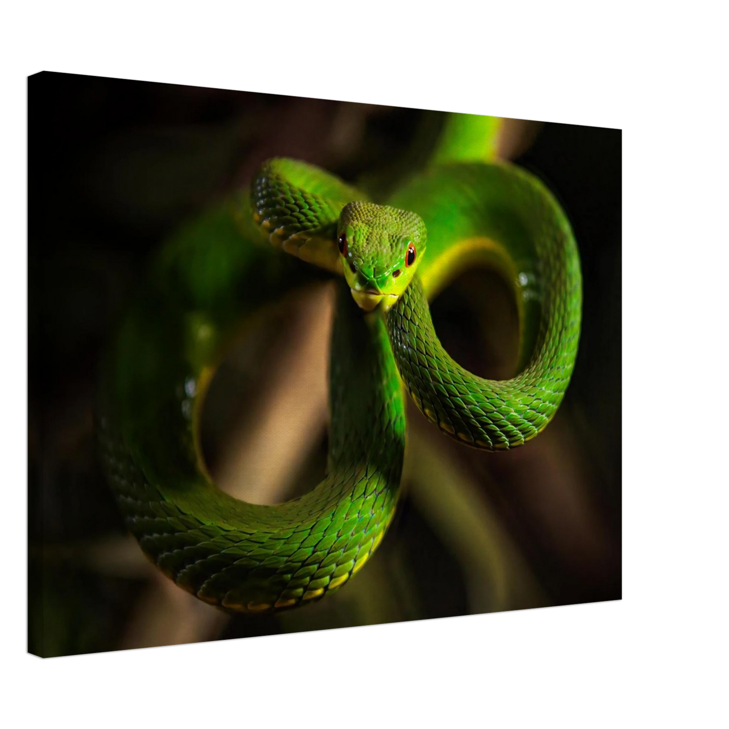 Wandbild der gruene baumviper ein hypnotischer blick in verschiedenen groessen