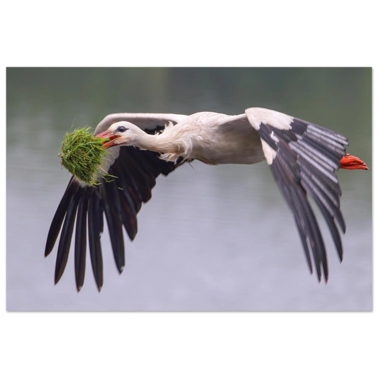 Wandbild nestbauender weissstorch im flug lebendige naturfotografie fuer ihr zuhause