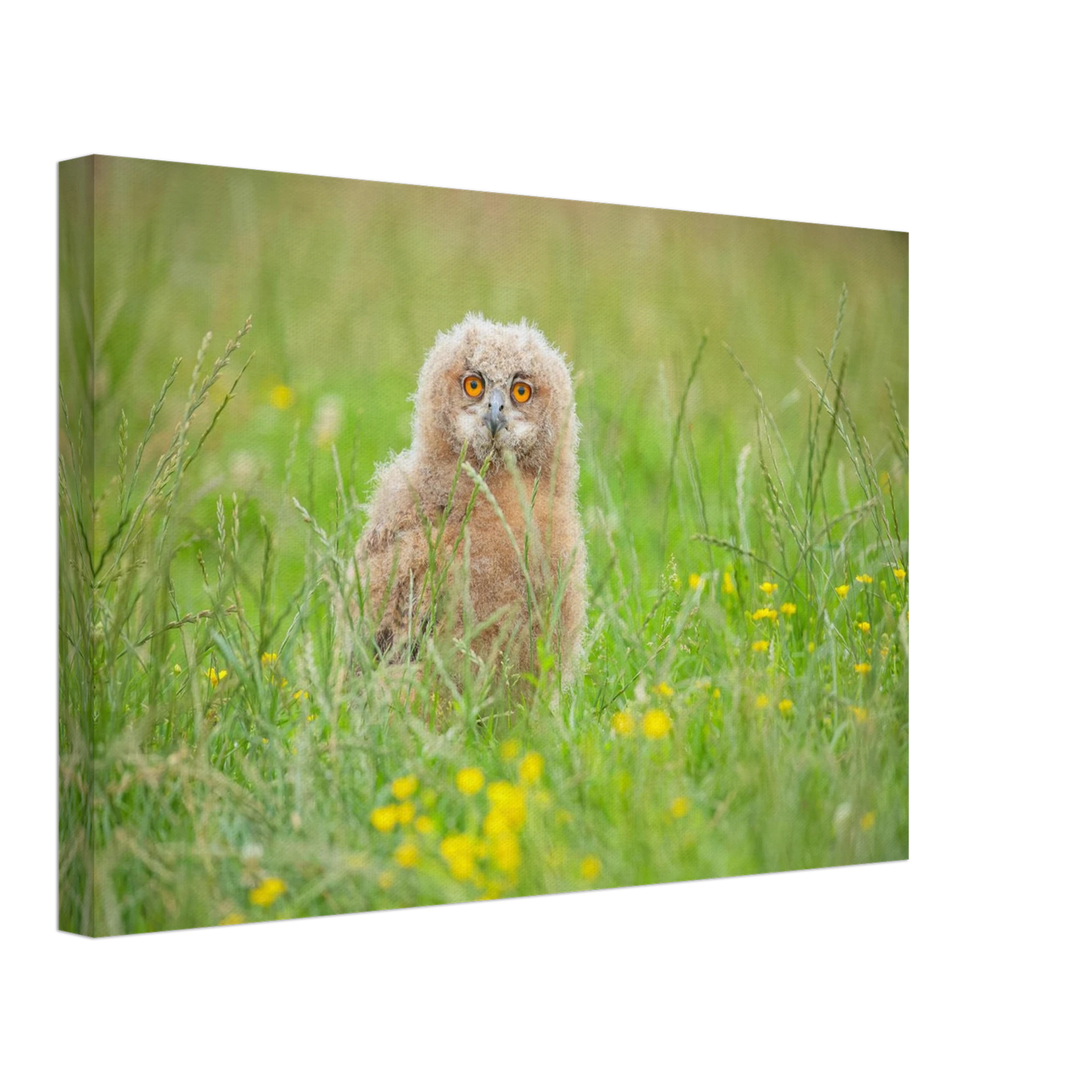 Wandbild junges eulenkueken im gras ein bezaubernder anblick fuer ihr zuhause in vielen groessen