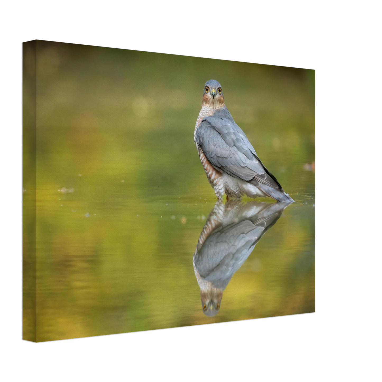 Wandbild mystischer sperber im morgengold faszinierende wildtierfotografie in ihrer wunschgroesse