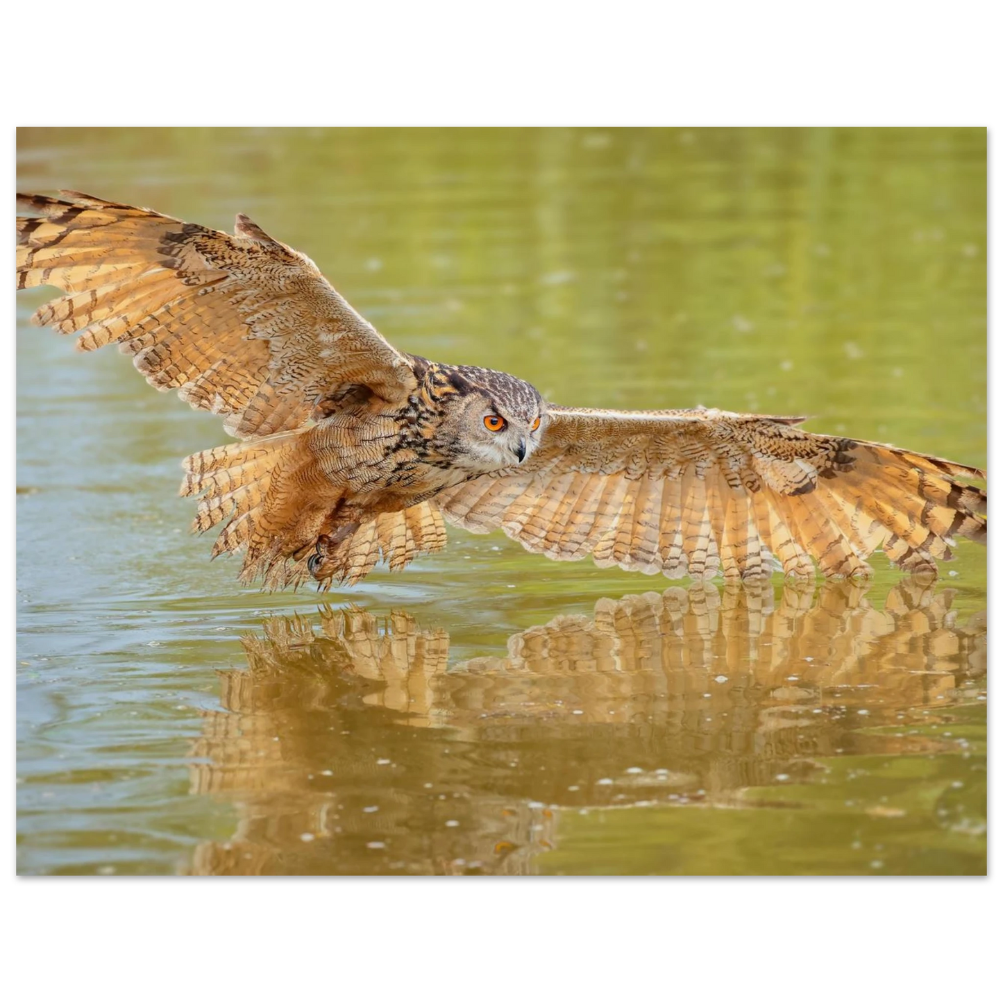 Wandbild majestaetischer uhu im jagdflug atemberaubende wildtierkunst in verschiedenen groessen