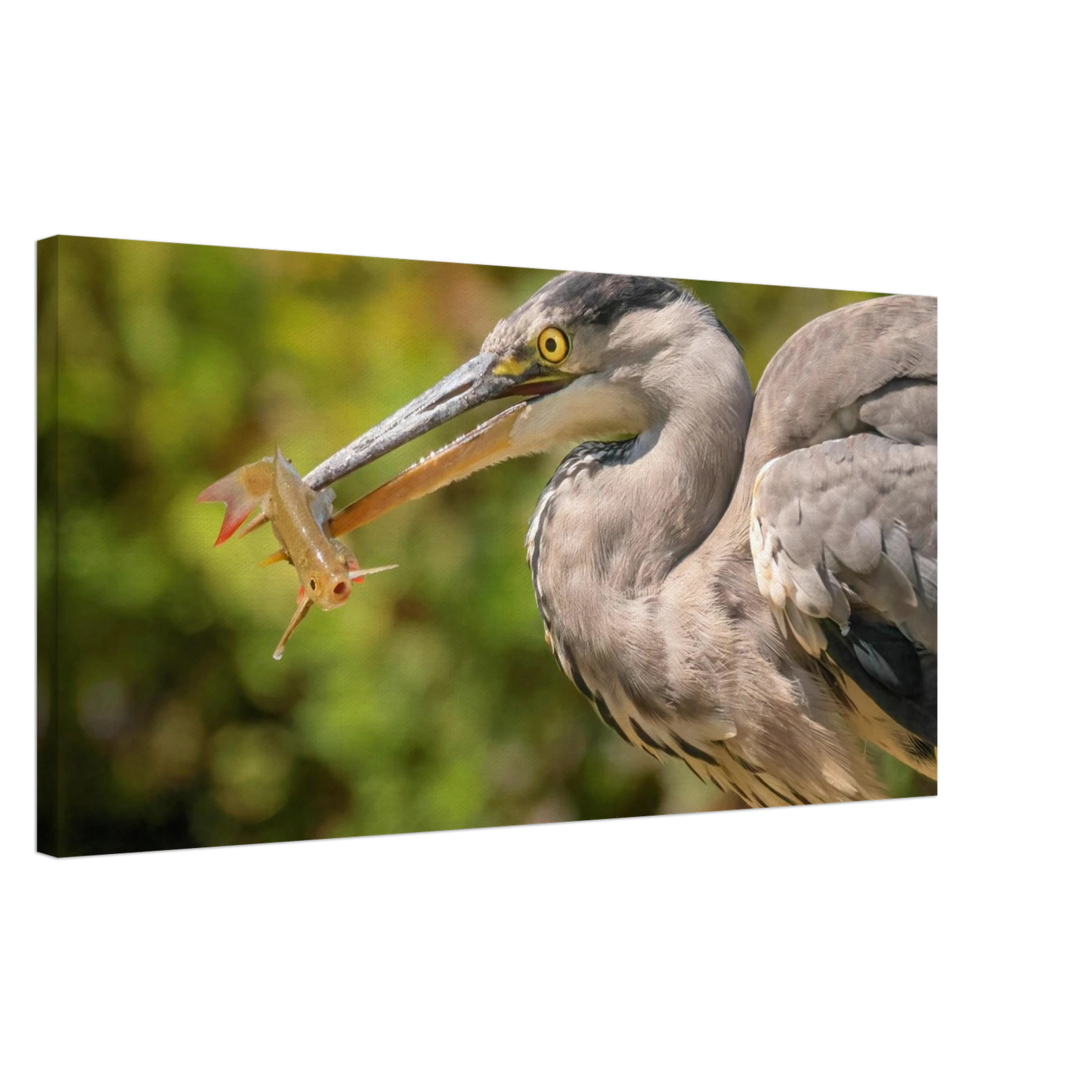 Wandbild graureiher mit fisch ein faszinierender moment in der natur verfuegbar in ihrer wunschgroesse