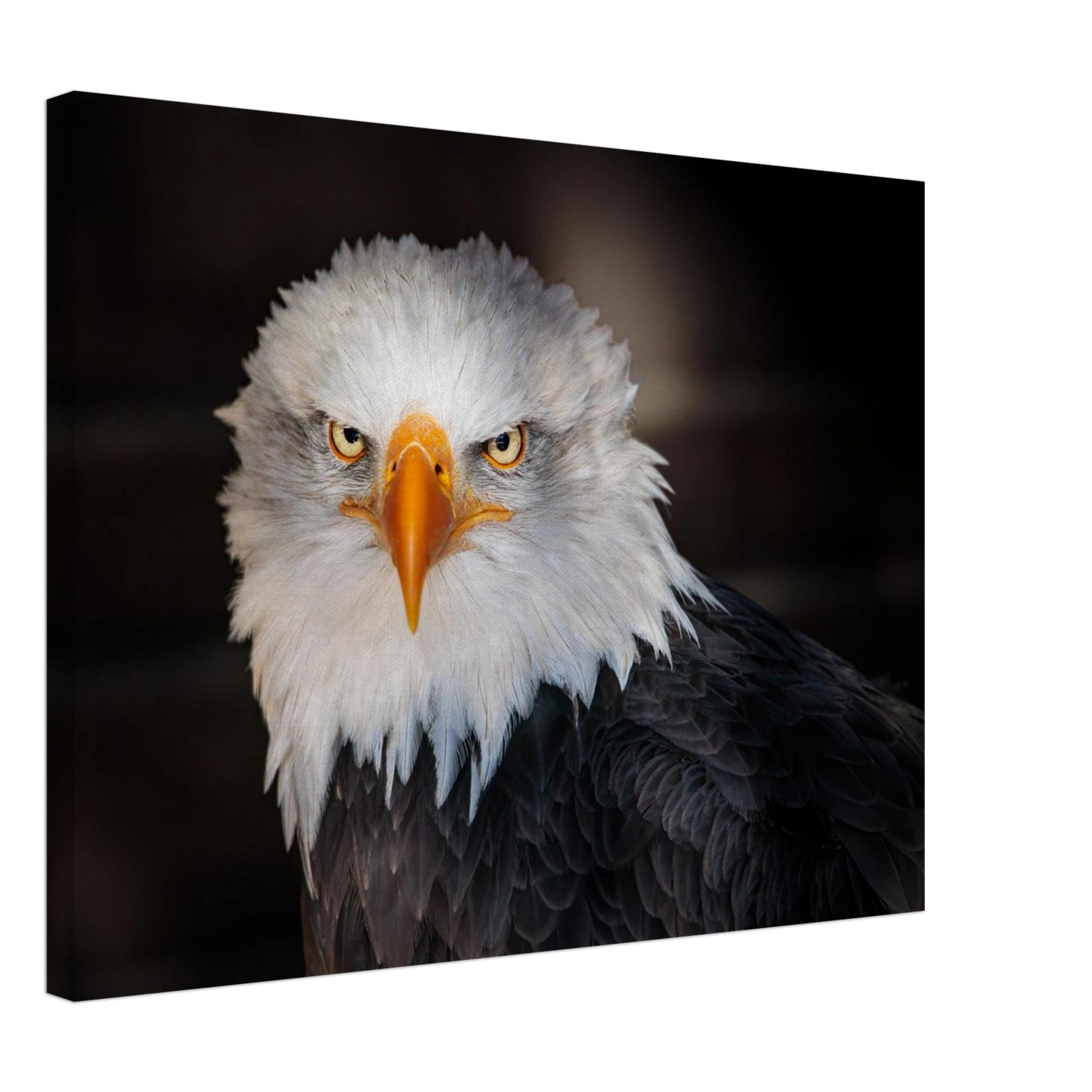 Wandbild majestaetischer adler ausdrucksstarke tierfotografie fuer ihr zuhause in vielen groessen erhaeltlich